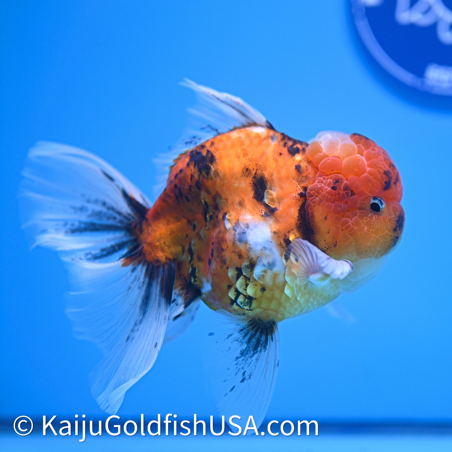 Tricolor Tiger Rose Tail Oranda 4in Body (240628_OR11) - Kaiju Goldfish USA