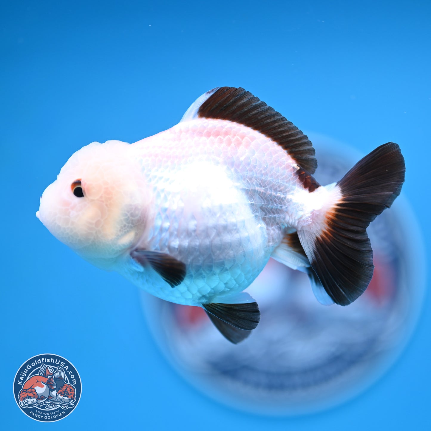 Tricolor/Panda Oranda 3.5-4.5 inches (241004_OR11) - Read Description - Kaiju Goldfish USA