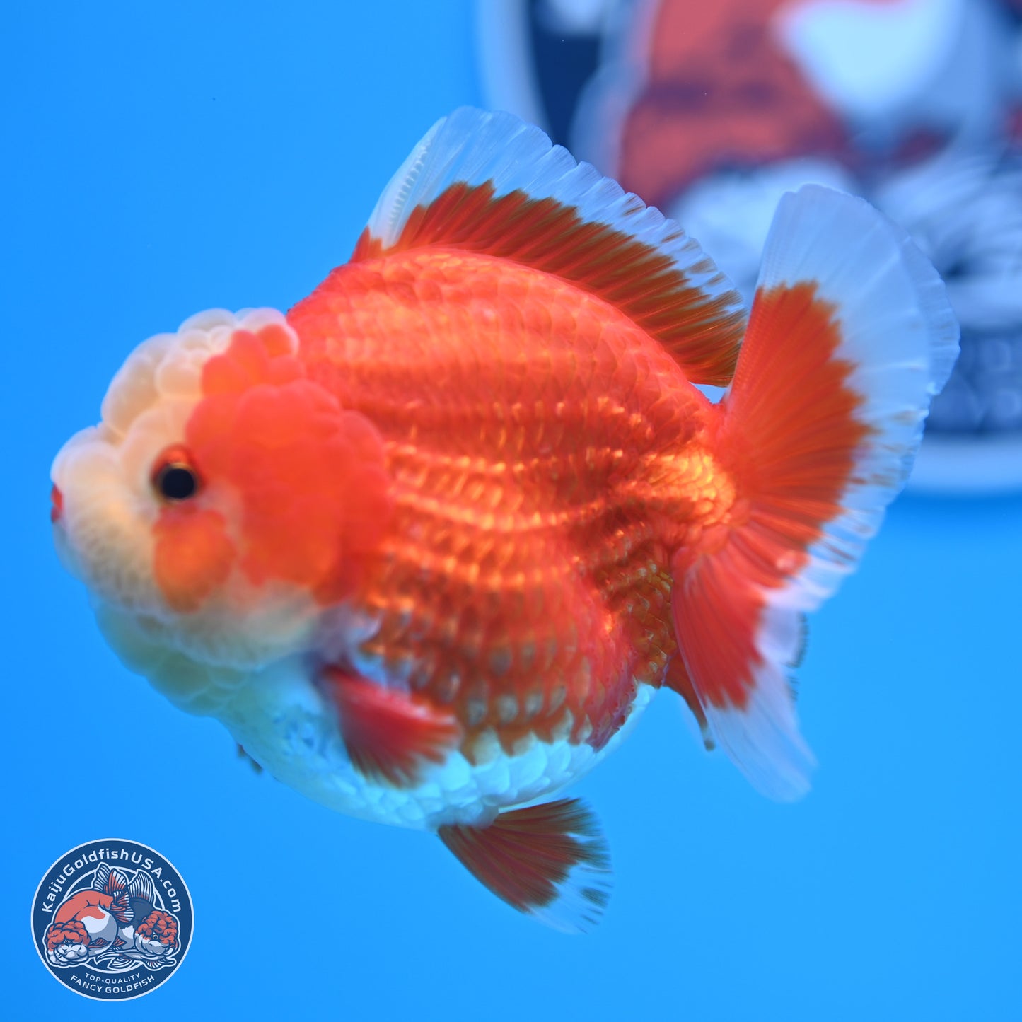 Red White YuanBao Oranda 4 inches (241018_OR11) - Kaiju Goldfish USA