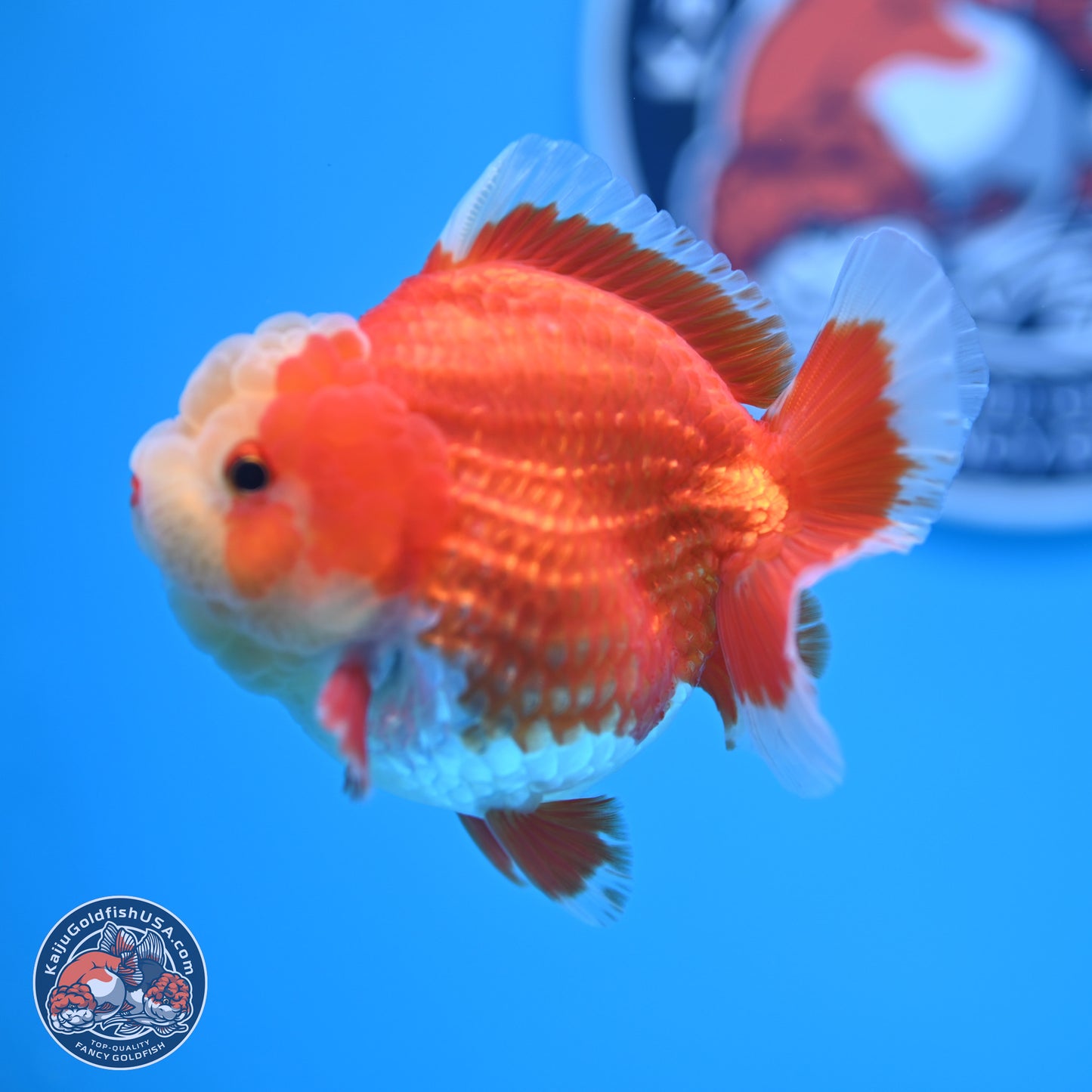 Red White YuanBao Oranda 4 inches (241018_OR11) - Kaiju Goldfish USA