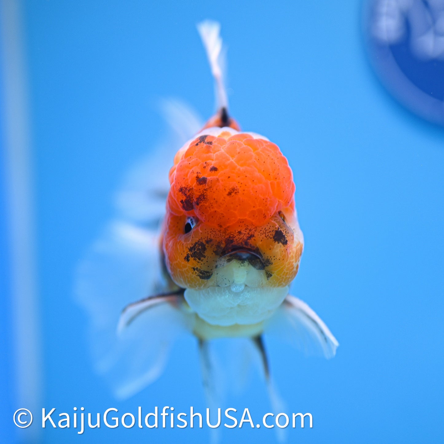 Tricolor Tiger Rose Tail Oranda 4in Body (240628_OR11) - Kaiju Goldfish USA