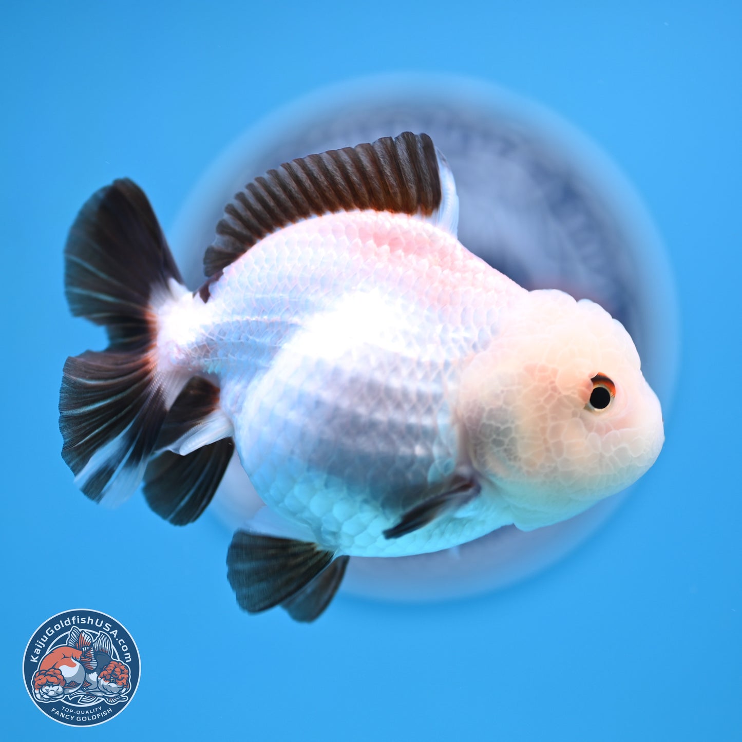 Tricolor/Panda Oranda 3.5-4.5 inches (241004_OR11) - Read Description - Kaiju Goldfish USA