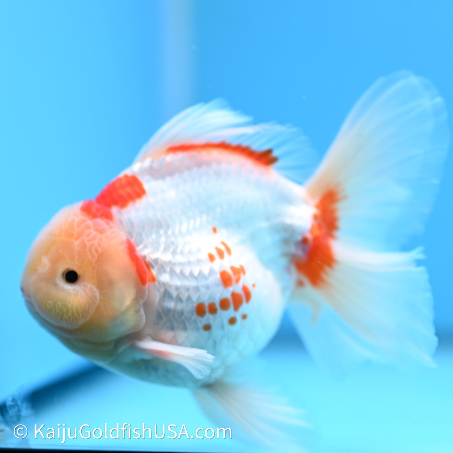 Red White Rose Tail Oranda 4in Body (240621_OR11) - Kaiju Goldfish USA