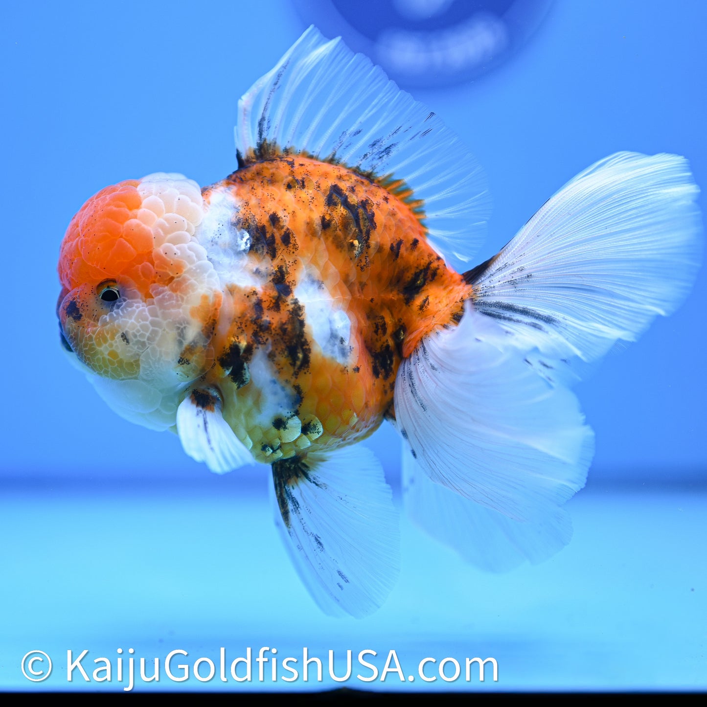 Tricolor Tiger Rose Tail Oranda 4in Body (240628_OR11) - Kaiju Goldfish USA