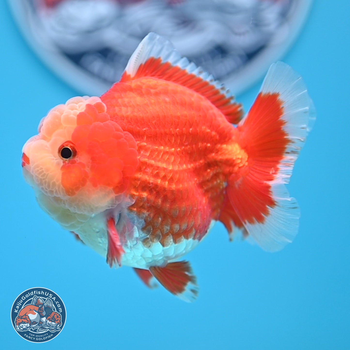 Red White YuanBao Oranda 4 inches (241018_OR11) - Kaiju Goldfish USA