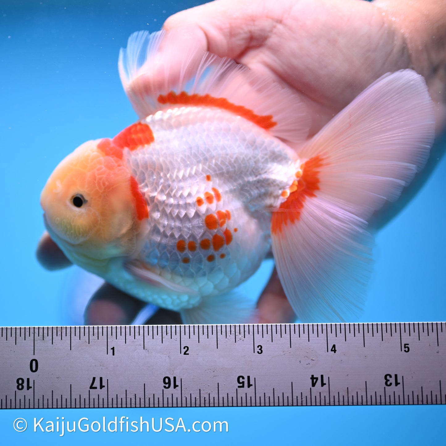 Red White Rose Tail Oranda 4in Body (240621_OR11) - Kaiju Goldfish USA