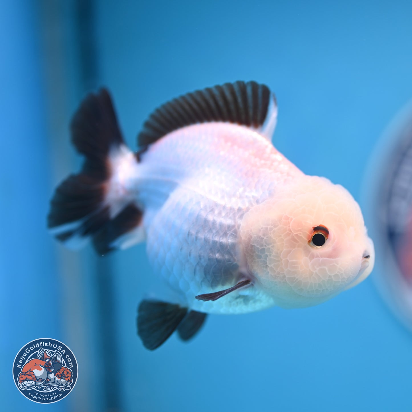 Tricolor/Panda Oranda 3.5-4.5 inches (241004_OR11) - Read Description - Kaiju Goldfish USA