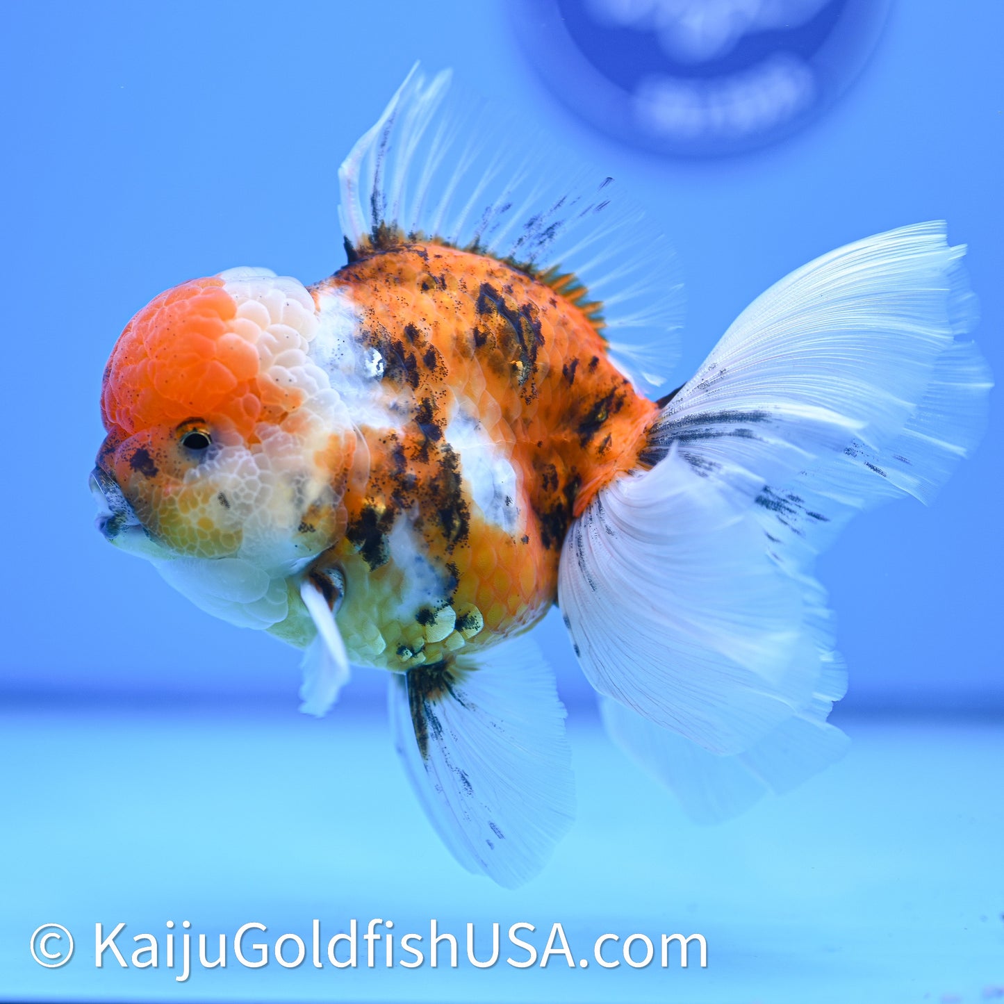 Tricolor Tiger Rose Tail Oranda 4in Body (240628_OR11) - Kaiju Goldfish USA