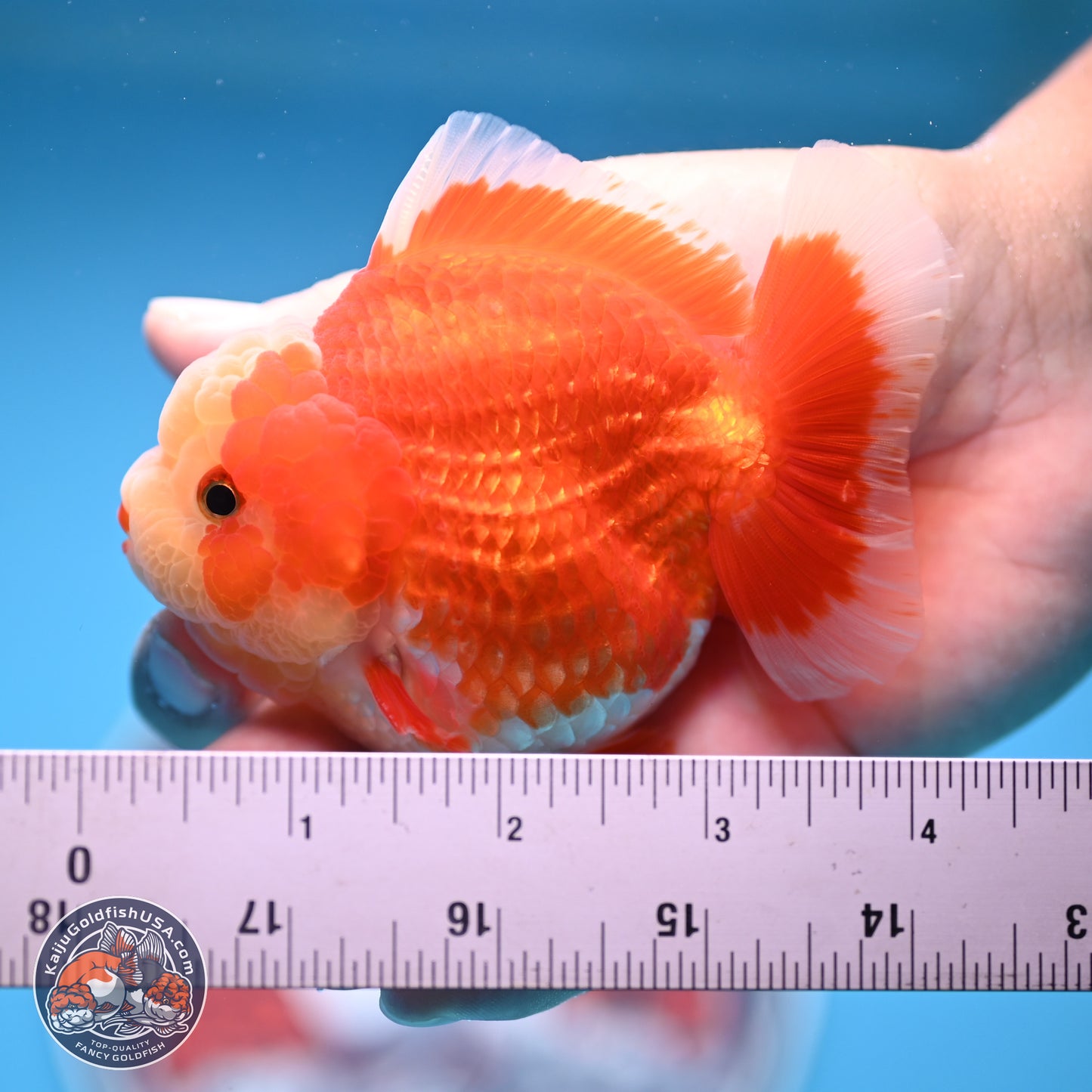 Red White YuanBao Oranda 4 inches (241018_OR11) - Kaiju Goldfish USA