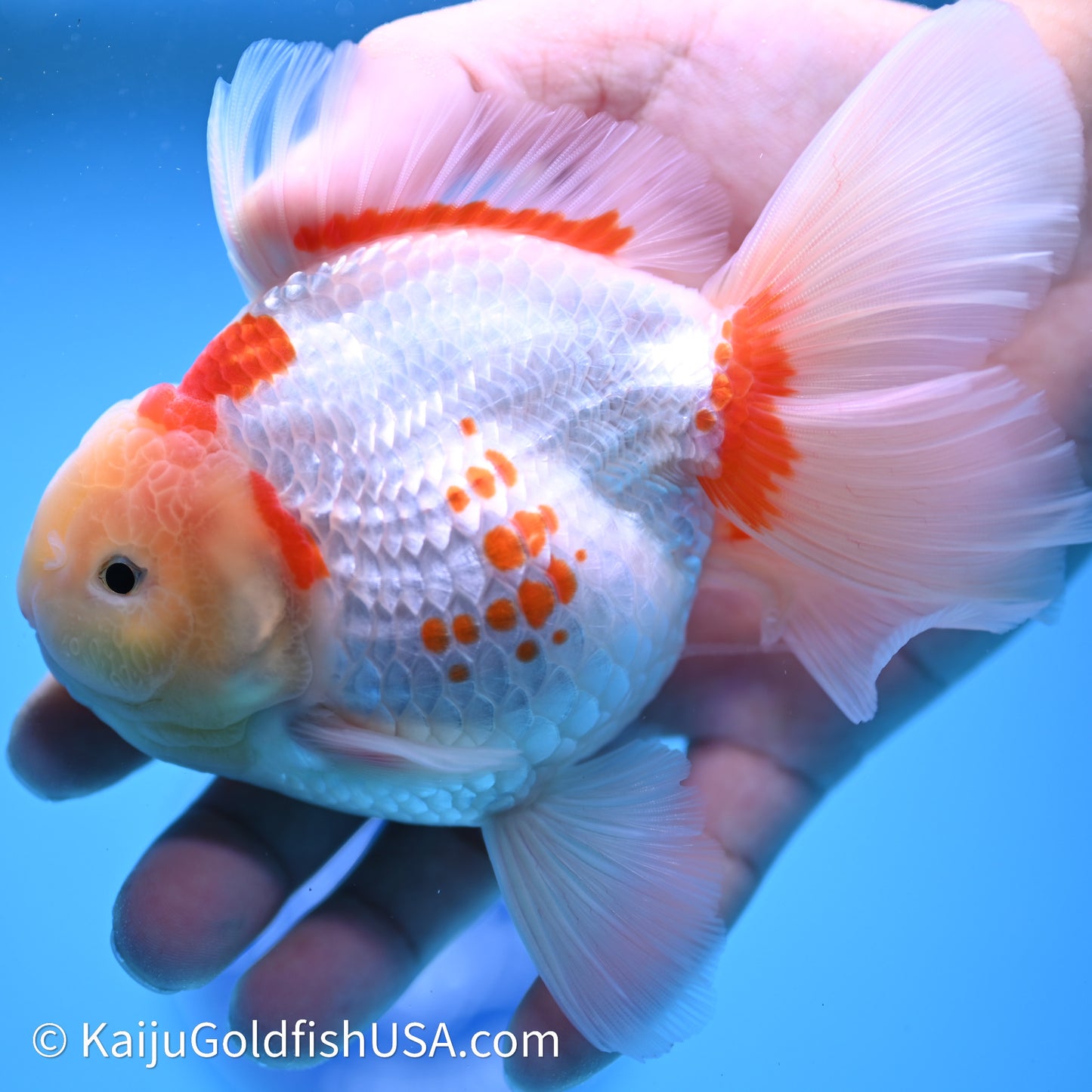 Red White Rose Tail Oranda 4in Body (240621_OR11) - Kaiju Goldfish USA