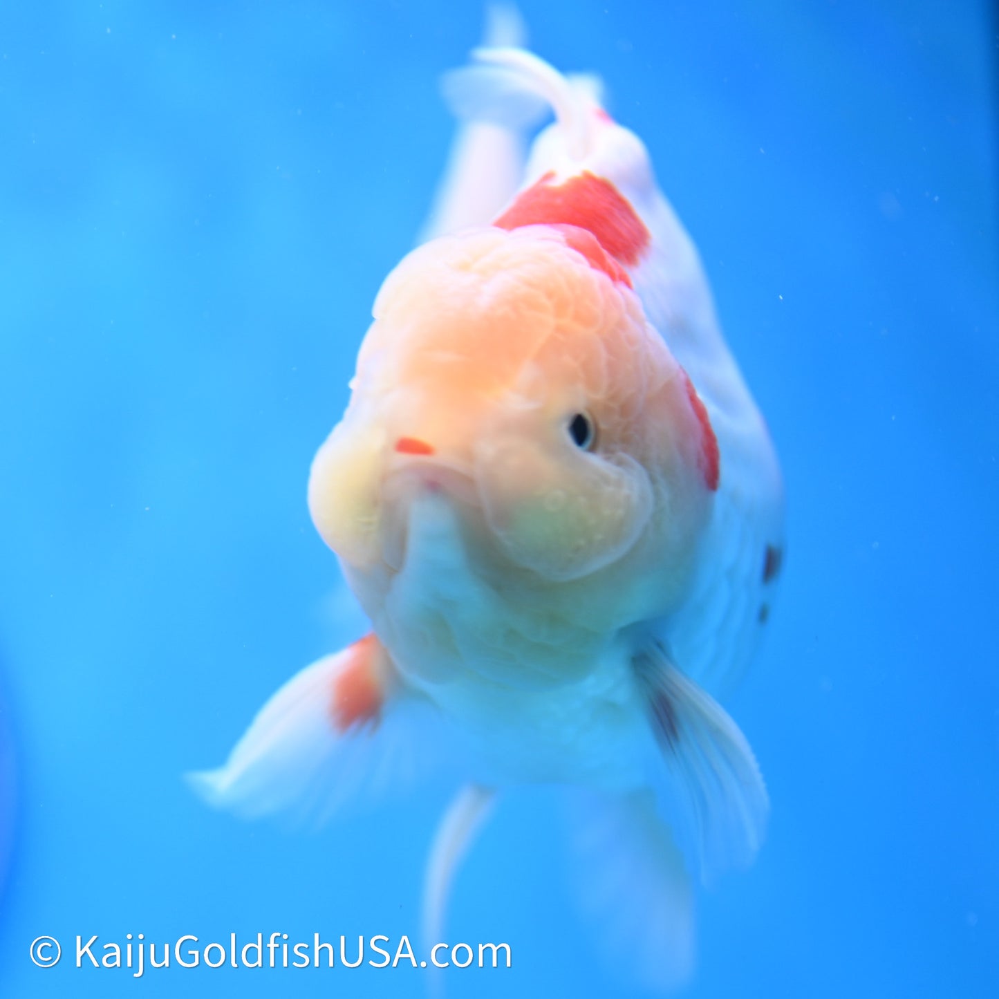 Red White Rose Tail Oranda 4in Body (240621_OR11) - Kaiju Goldfish USA
