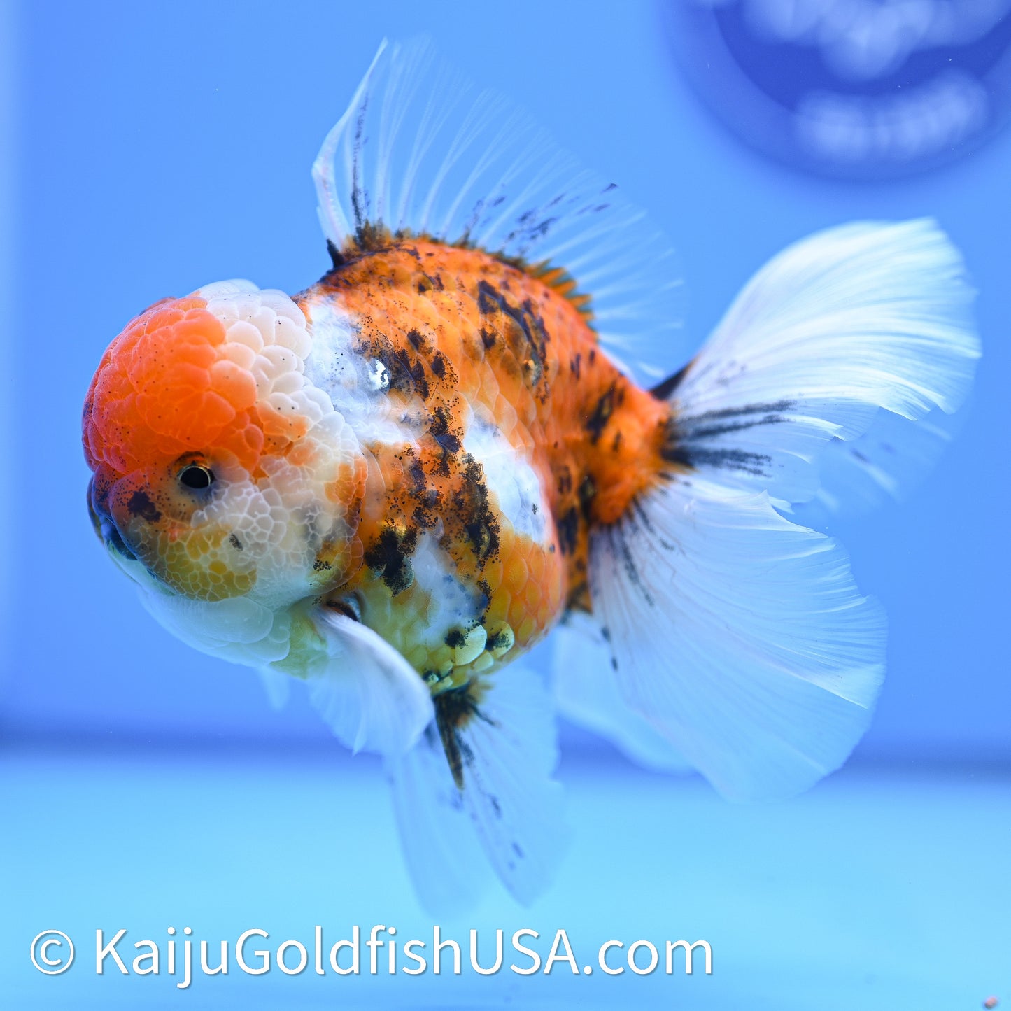Tricolor Tiger Rose Tail Oranda 4in Body (240628_OR11) - Kaiju Goldfish USA