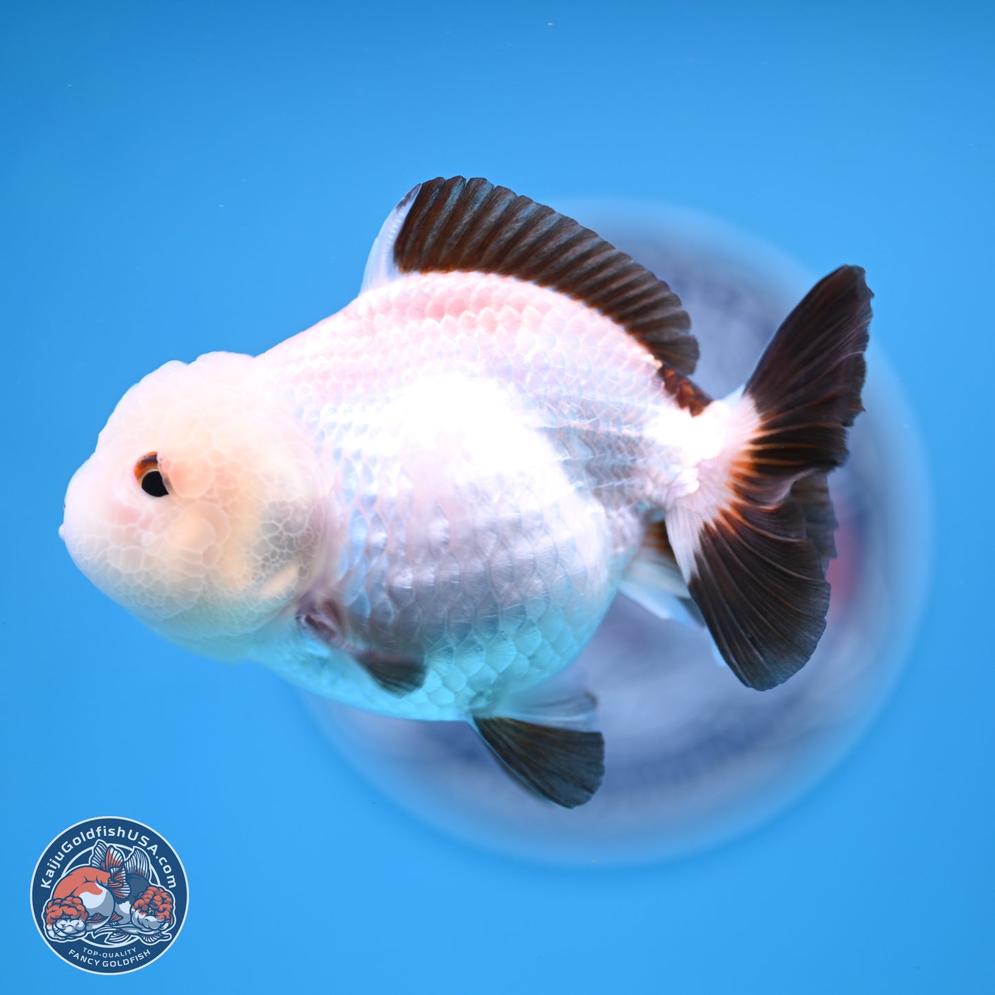 Tricolor/Panda Oranda 3.5-4.5 inches (241004_OR11) - Read Description - Kaiju Goldfish USA