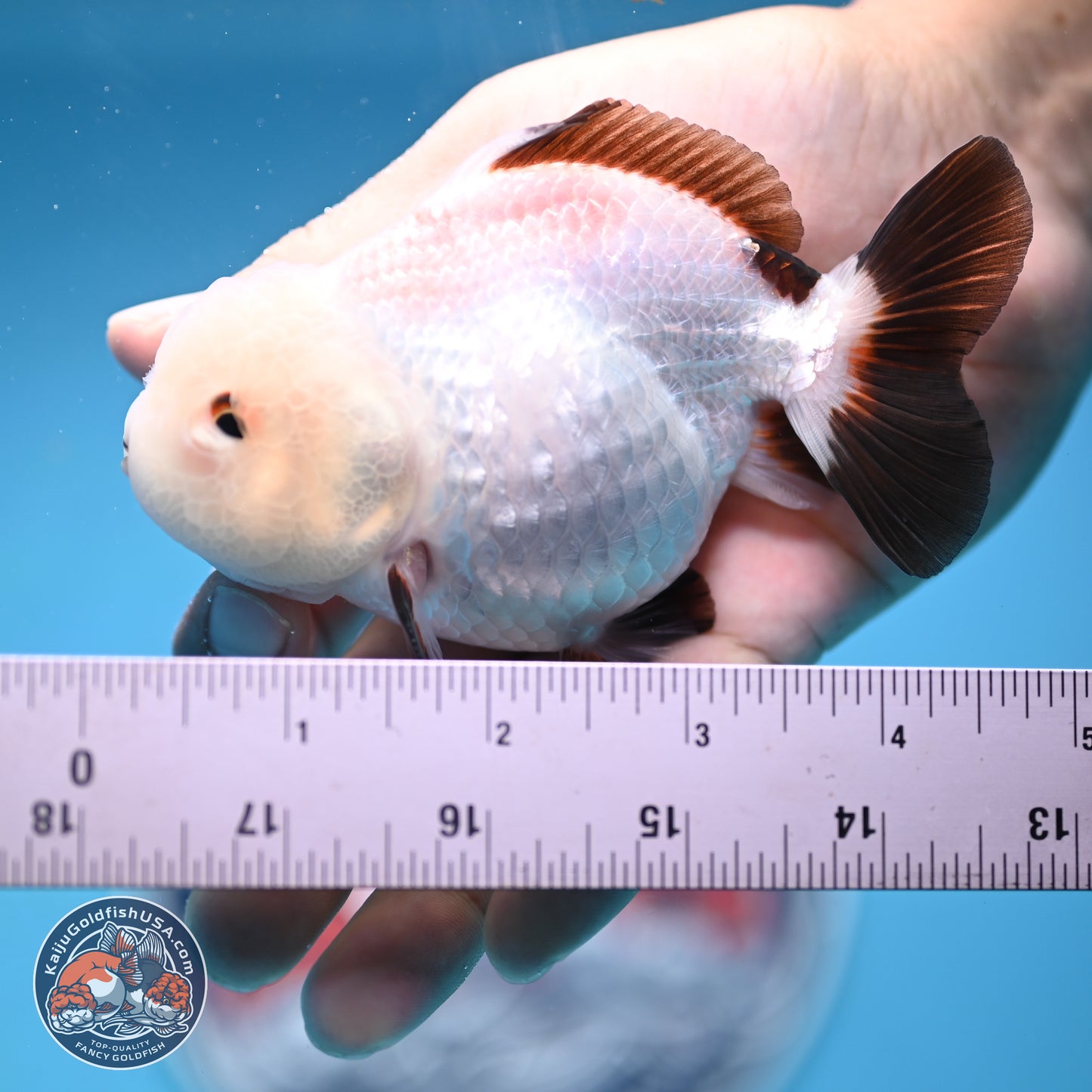 Tricolor/Panda Oranda 3.5-4.5 inches (241004_OR11) - Read Description - Kaiju Goldfish USA