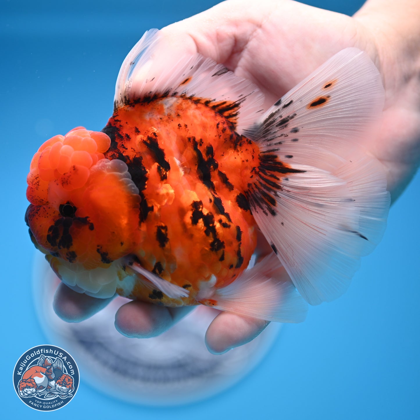 Tricolor Tiger Oranda 3.5 inches Body - Male (250314_OR11)