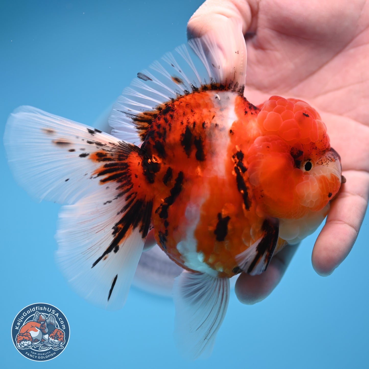 Tricolor Tiger Oranda 3.5 inches Body - Male (250314_OR11)