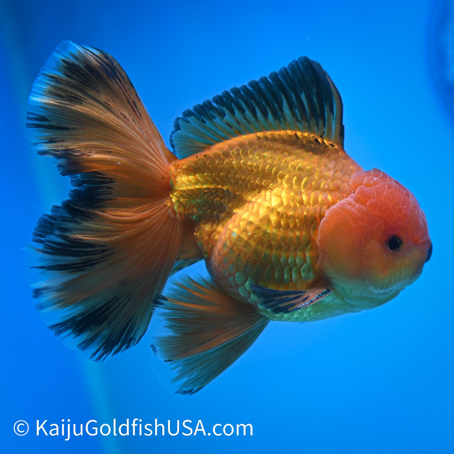 Apache Rose Tail Oranda 4.5-5 inches (240322_OR11) - Kaiju Goldfish USA
