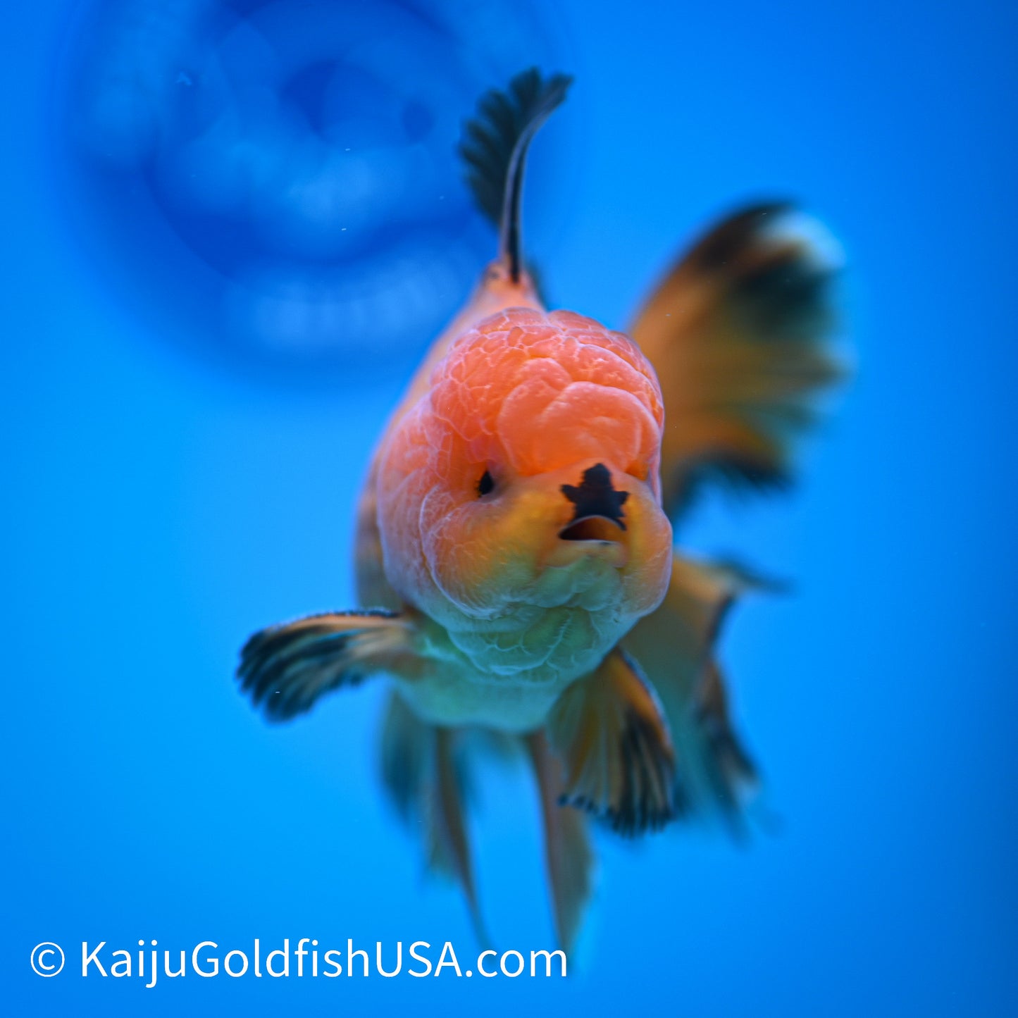 Apache Rose Tail Oranda 4.5-5 inches (240322_OR11) - Kaiju Goldfish USA