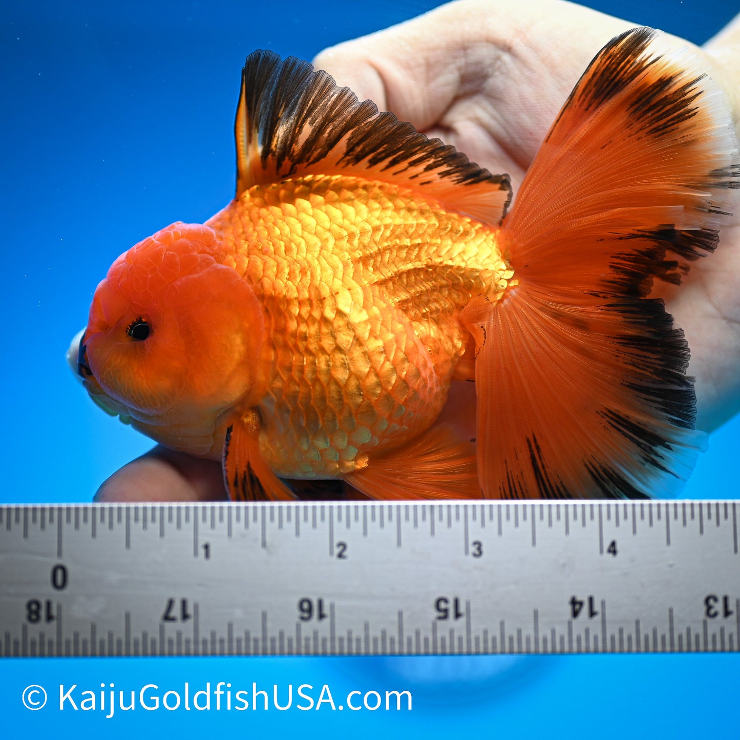 Apache Rose Tail Oranda 4.5-5 inches (240322_OR11) - Kaiju Goldfish USA