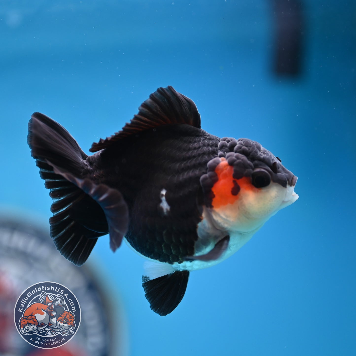 FREE2DAY Shipping - Tricolor Oranda 3 inches Body (250523_OR11)