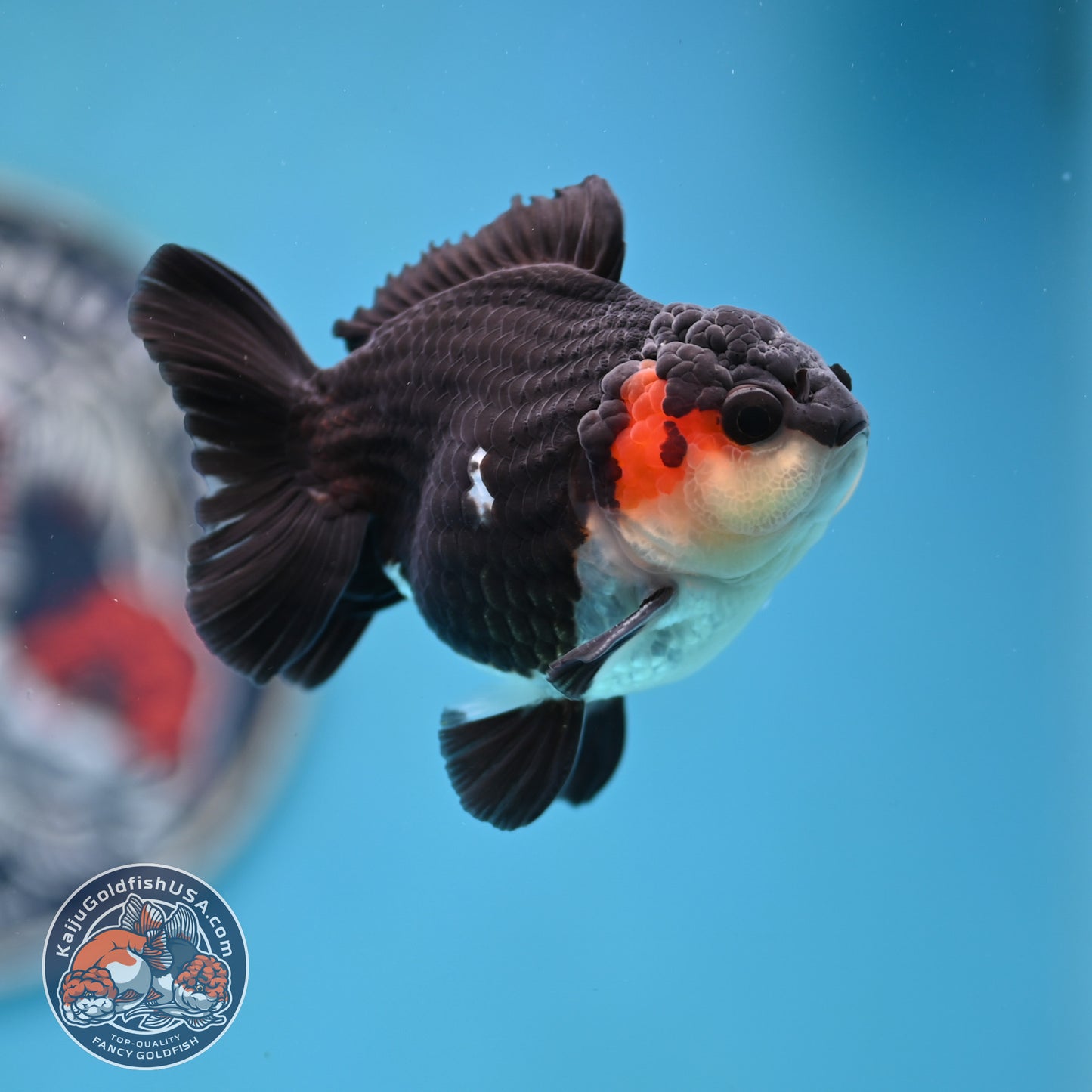 FREE2DAY Shipping - Tricolor Oranda 3 inches Body (250523_OR11)