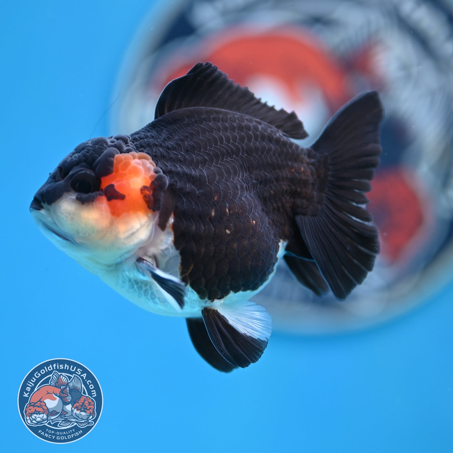 FREE2DAY Shipping - Tricolor Oranda 3 inches Body (250523_OR11)