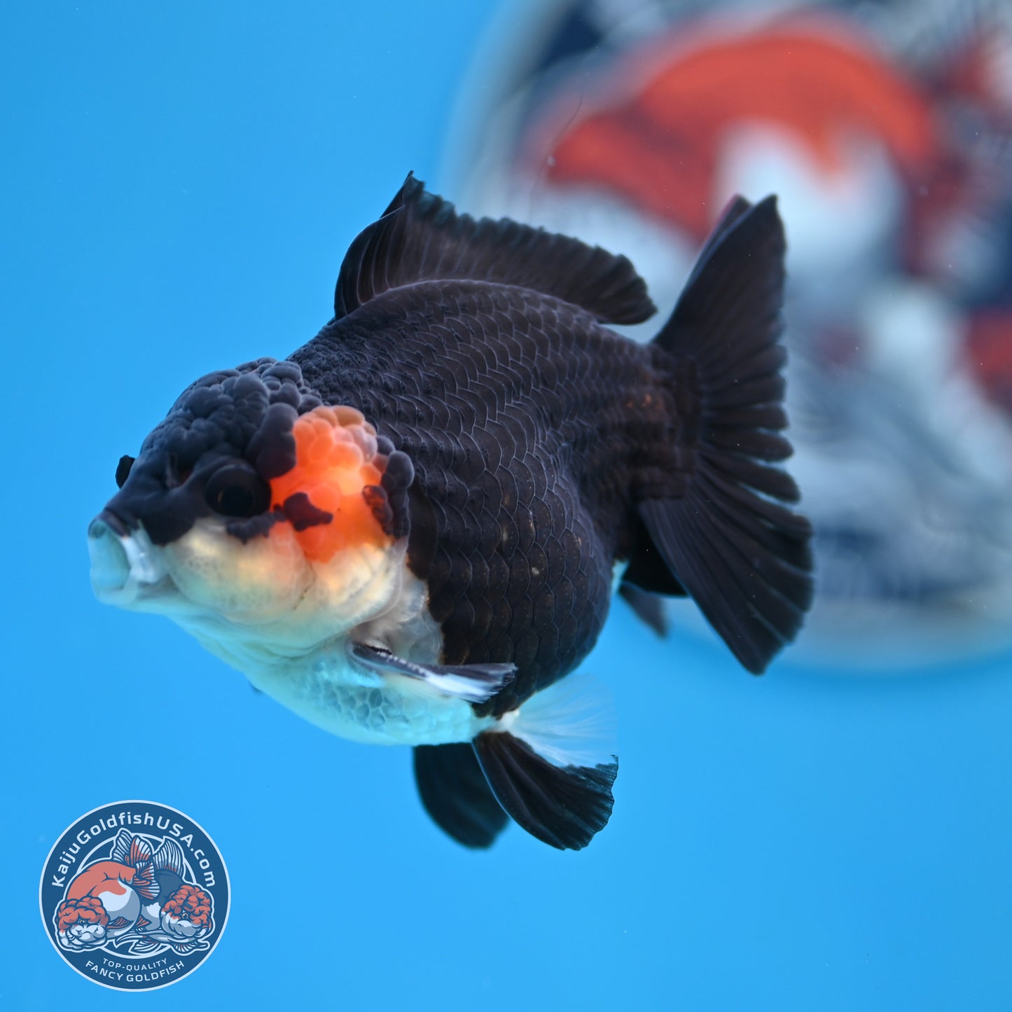 FREE2DAY Shipping - Tricolor Oranda 3 inches Body (250523_OR11)