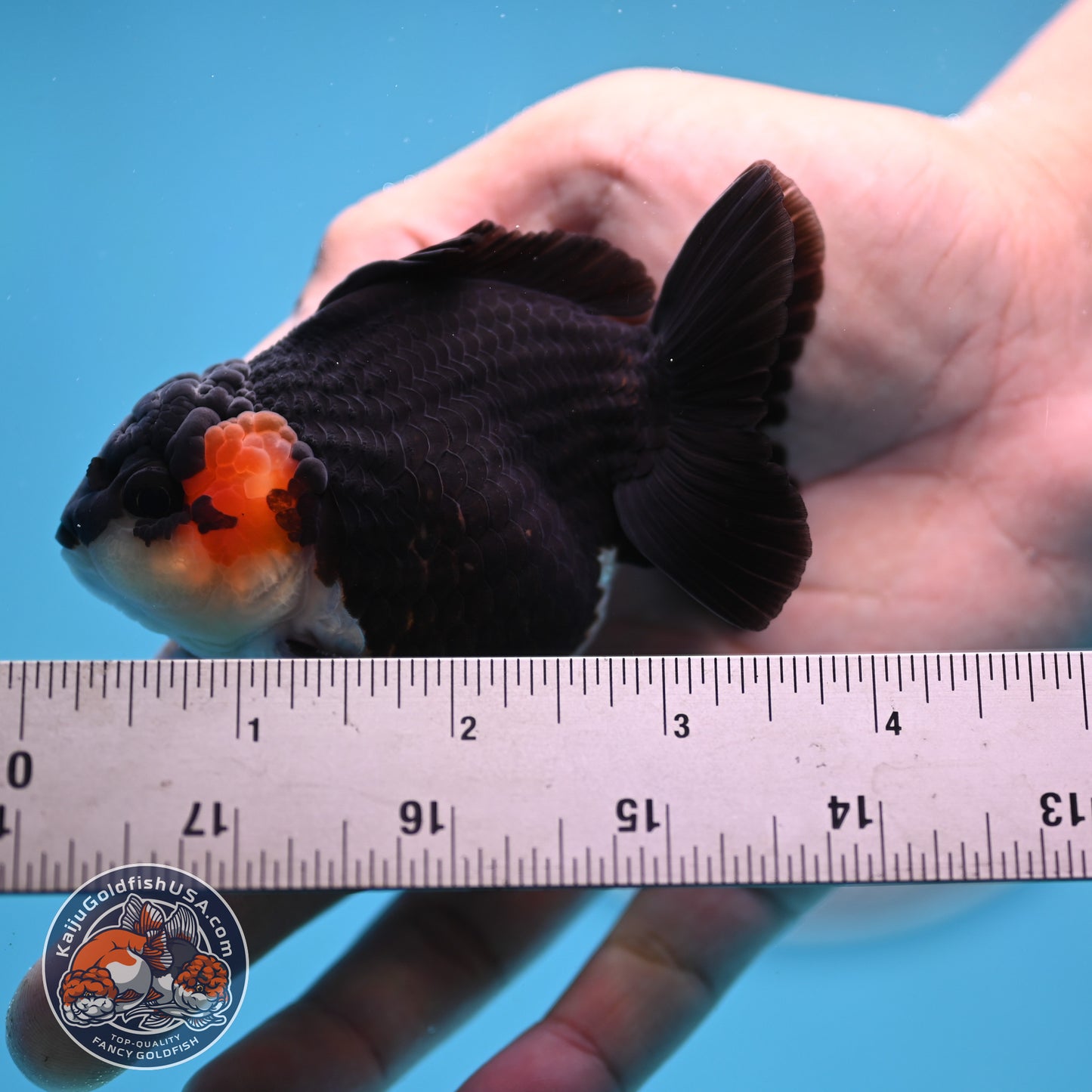 FREE2DAY Shipping - Tricolor Oranda 3 inches Body (250523_OR11)