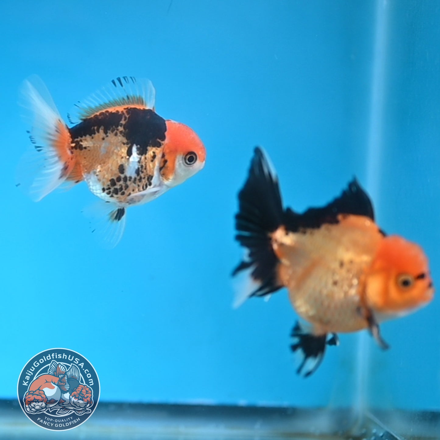 2-Pack Oranda 3 inches Body (250509_OR11)