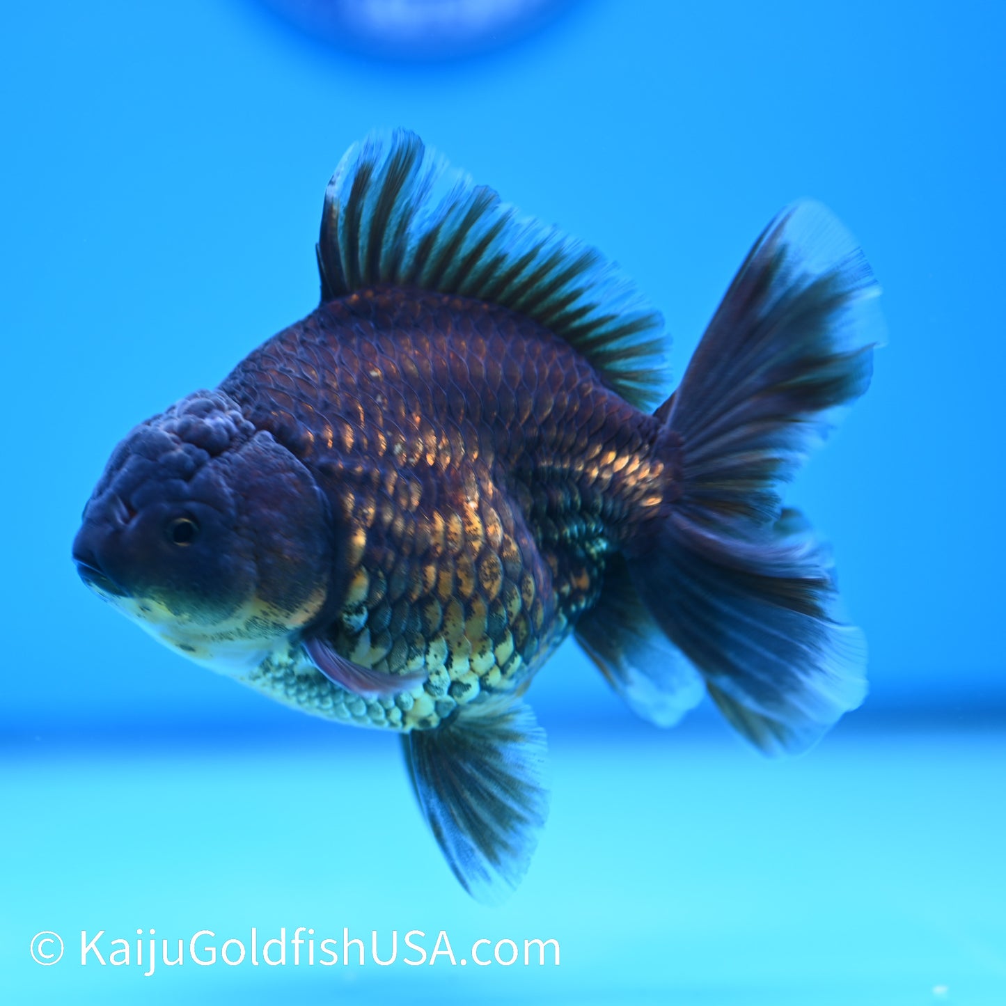 Bronze Rose Tail Oranda 4.5 inches (240405_OR12) - Kaiju Goldfish USA