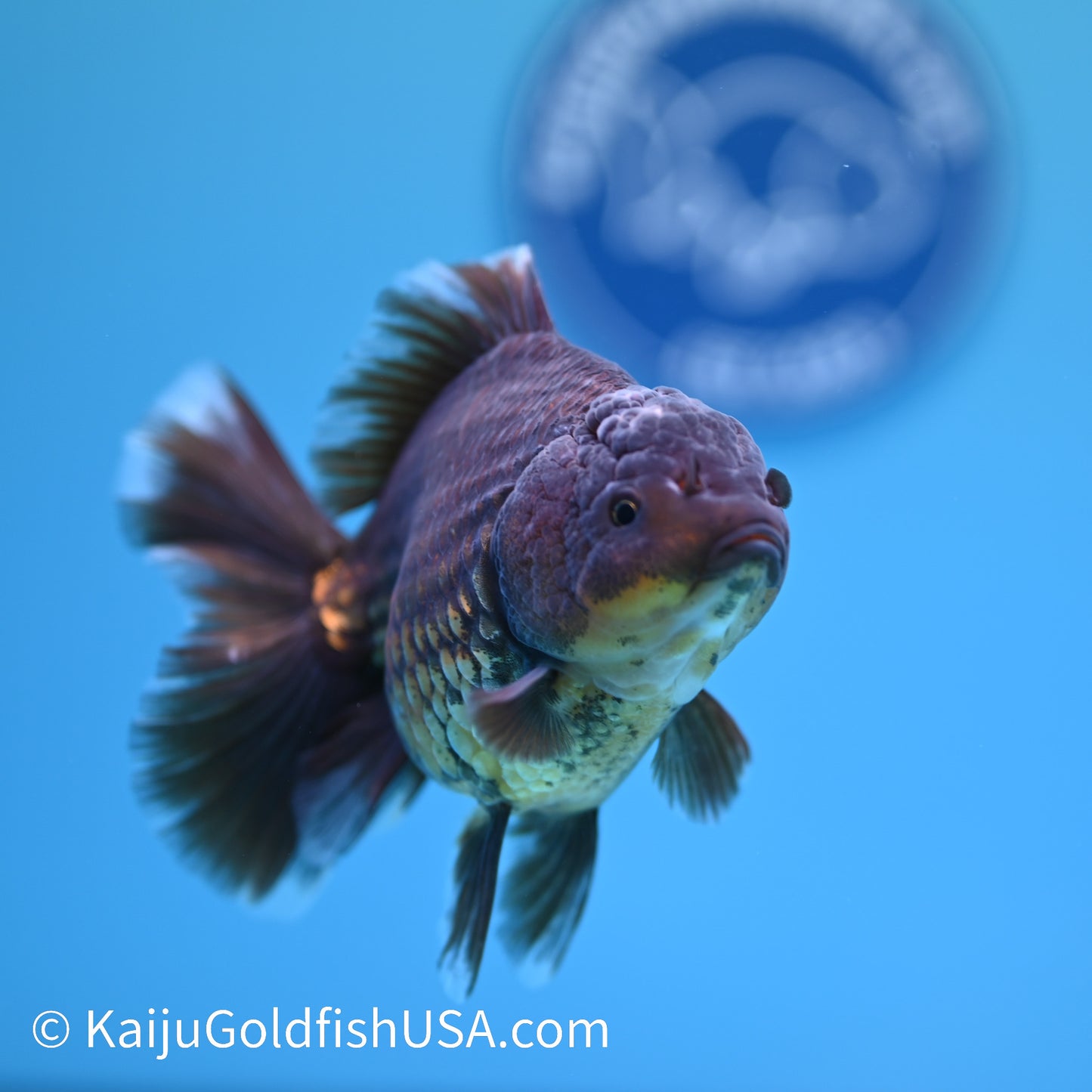 Bronze Rose Tail Oranda 4.5 inches (240405_OR12) - Kaiju Goldfish USA