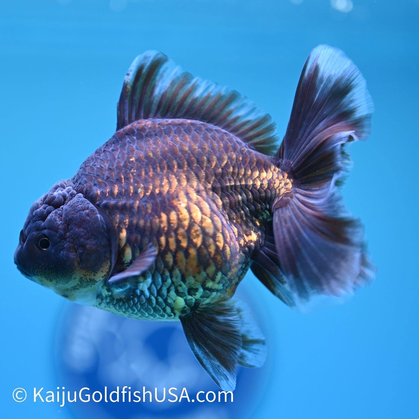 Bronze Rose Tail Oranda 4.5 inches (240405_OR12) - Kaiju Goldfish USA