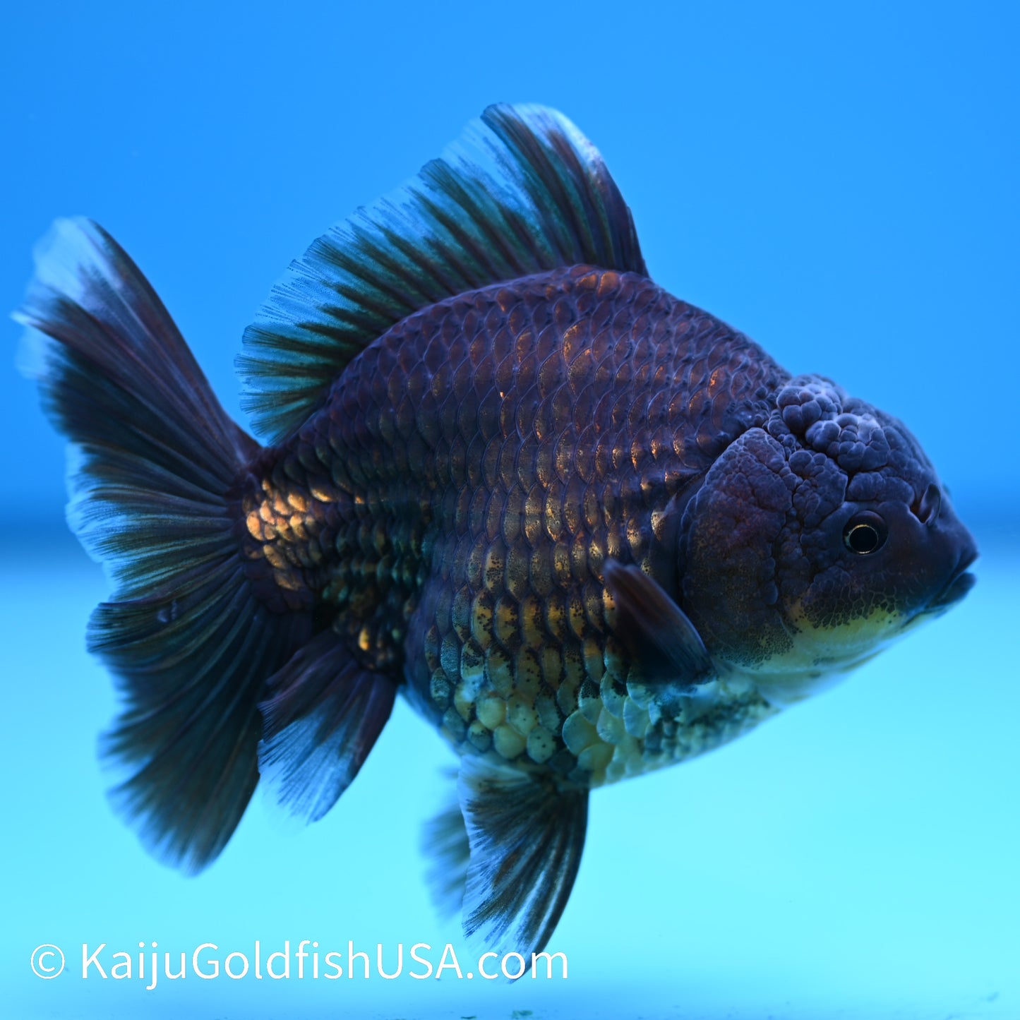 Bronze Rose Tail Oranda 4.5 inches (240405_OR12) - Kaiju Goldfish USA
