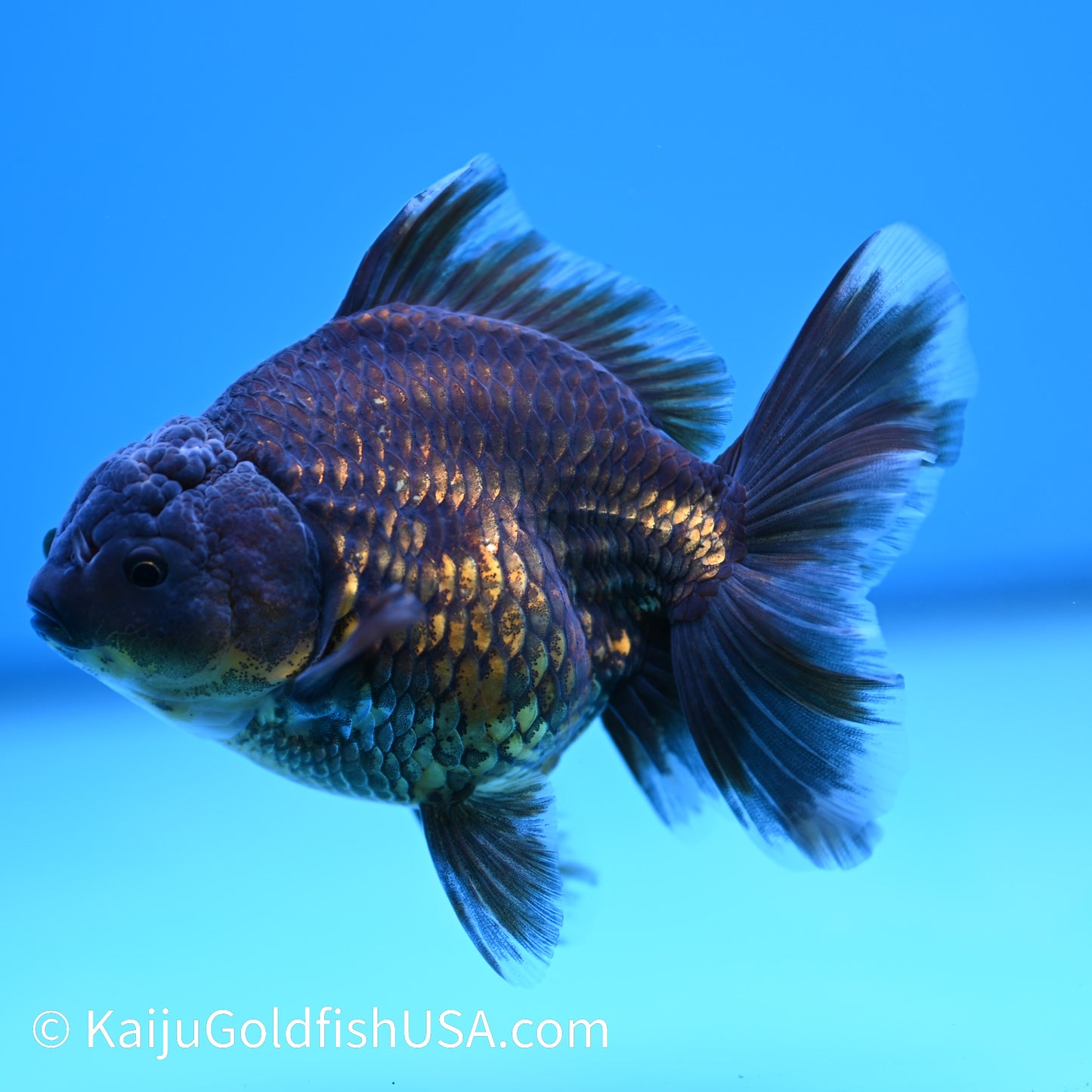 Bronze Rose Tail Oranda 4.5 inches (240405_OR12) - Kaiju Goldfish USA
