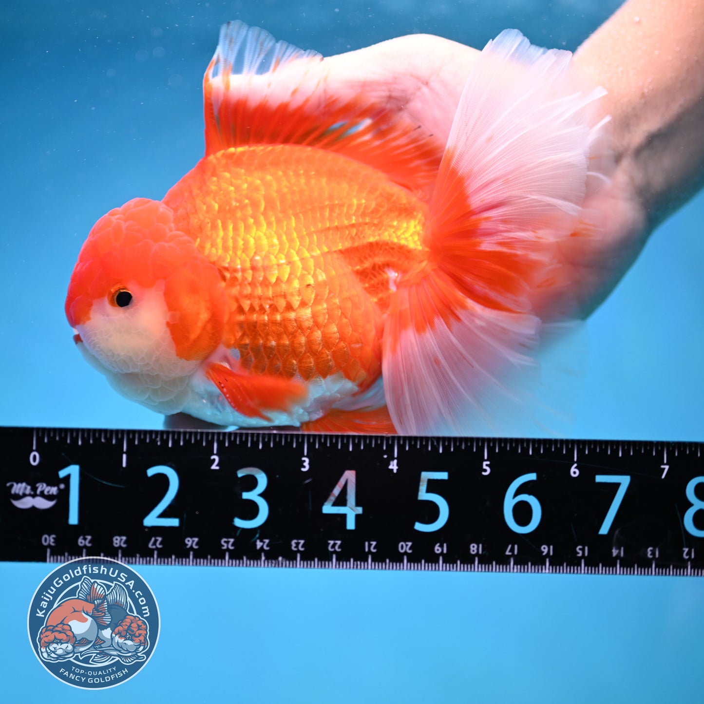Rose Tail Red White Oranda 4.5 inch Body (250912_OR12)