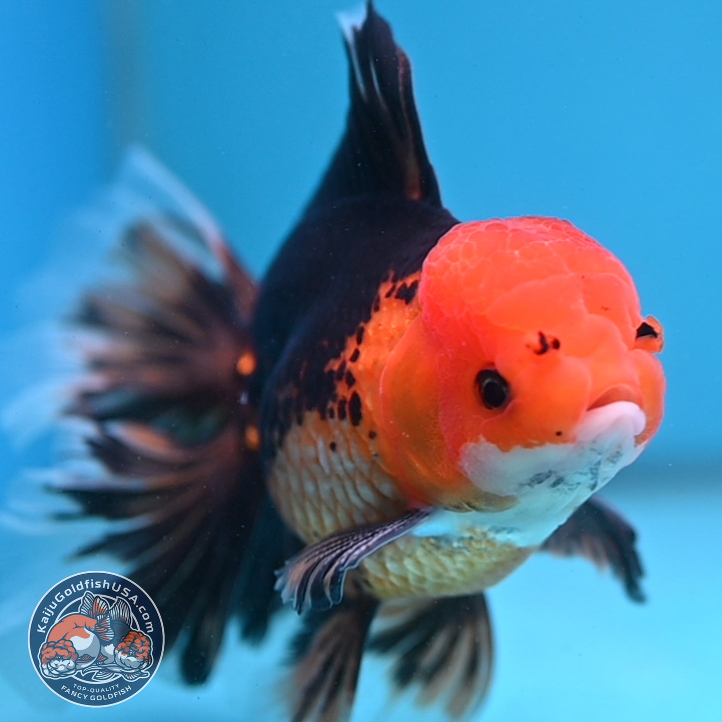 Butterfly Tail Apache Oranda 4 inch Body (250919_OR12)