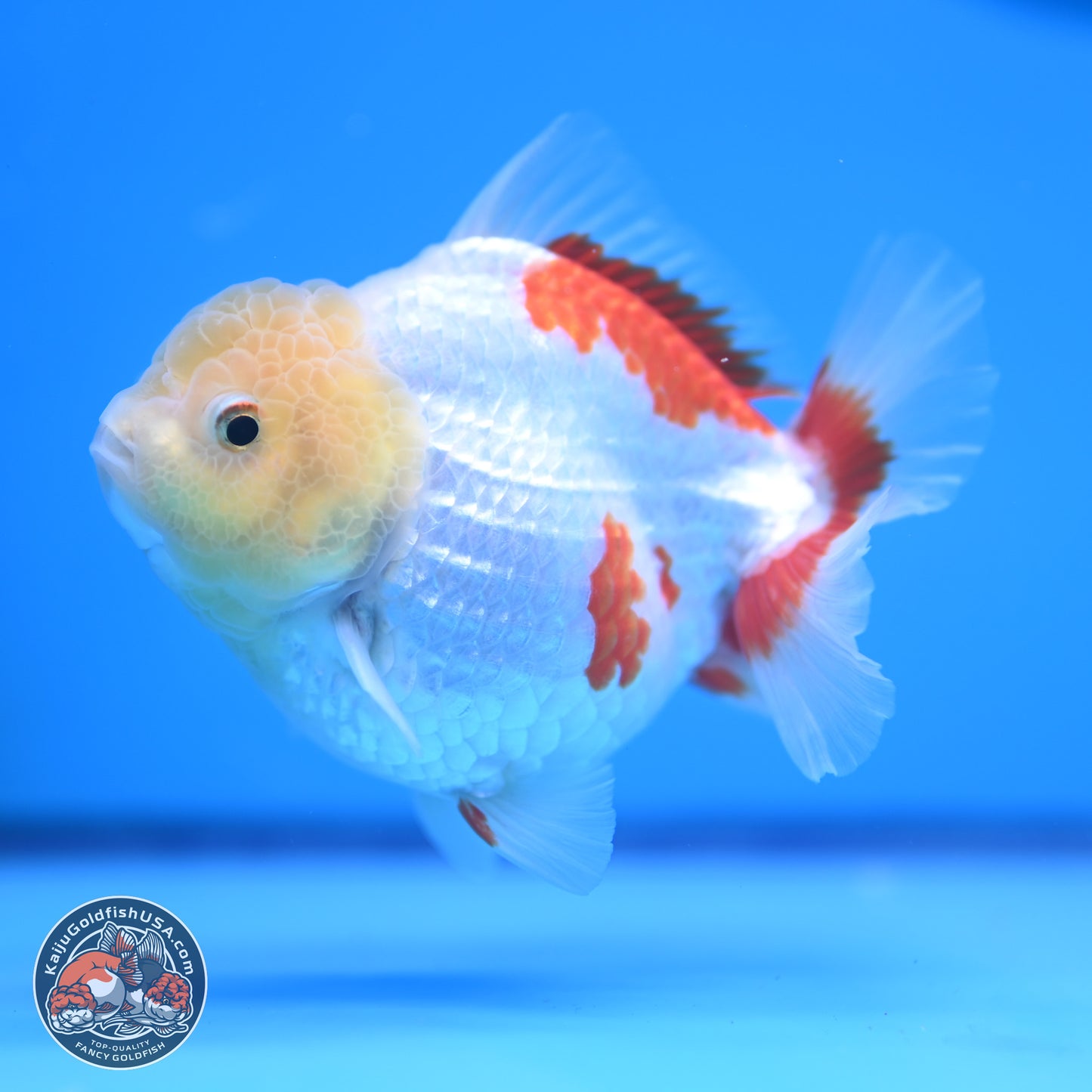 Lemon Head Red White YuanBao Oranda 4 inches (241018_OR12) - Kaiju Goldfish USA