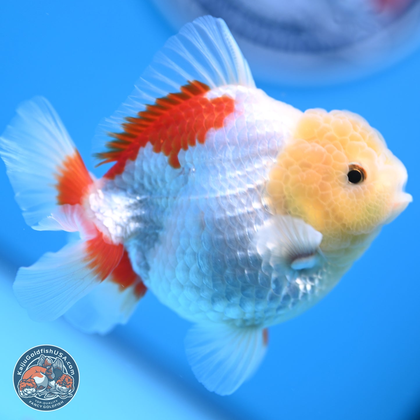 Lemon Head Red White YuanBao Oranda 4 inches (241018_OR12) - Kaiju Goldfish USA