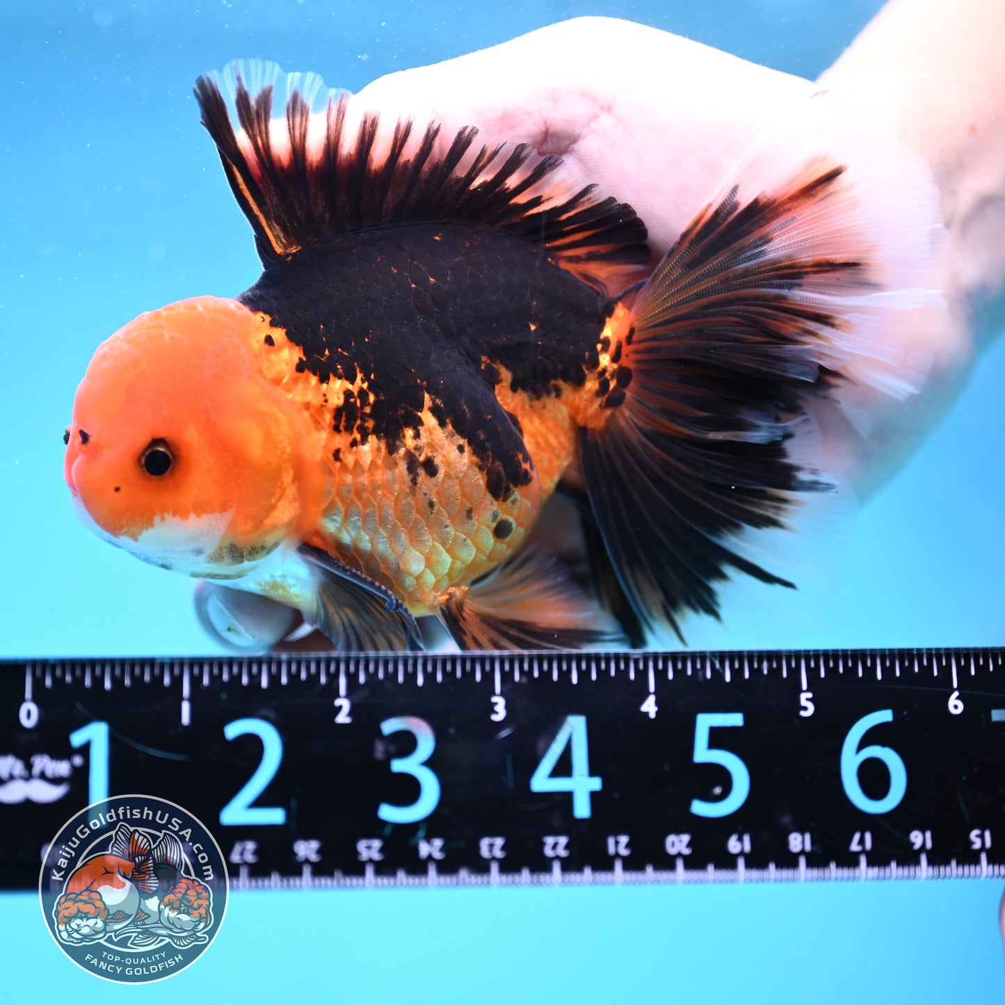 Butterfly Tail Apache Oranda 4 inch Body (250919_OR12)