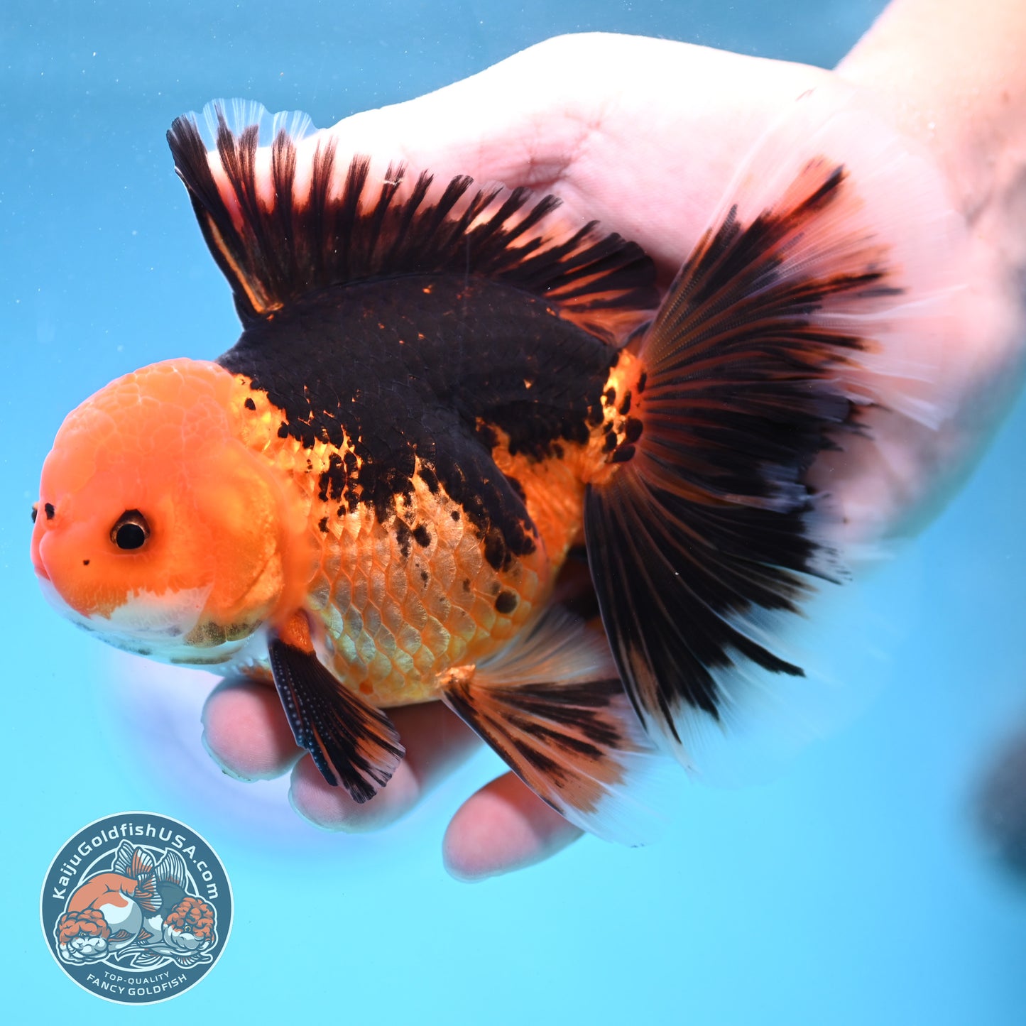 Butterfly Tail Apache Oranda 4 inch Body (250919_OR12)