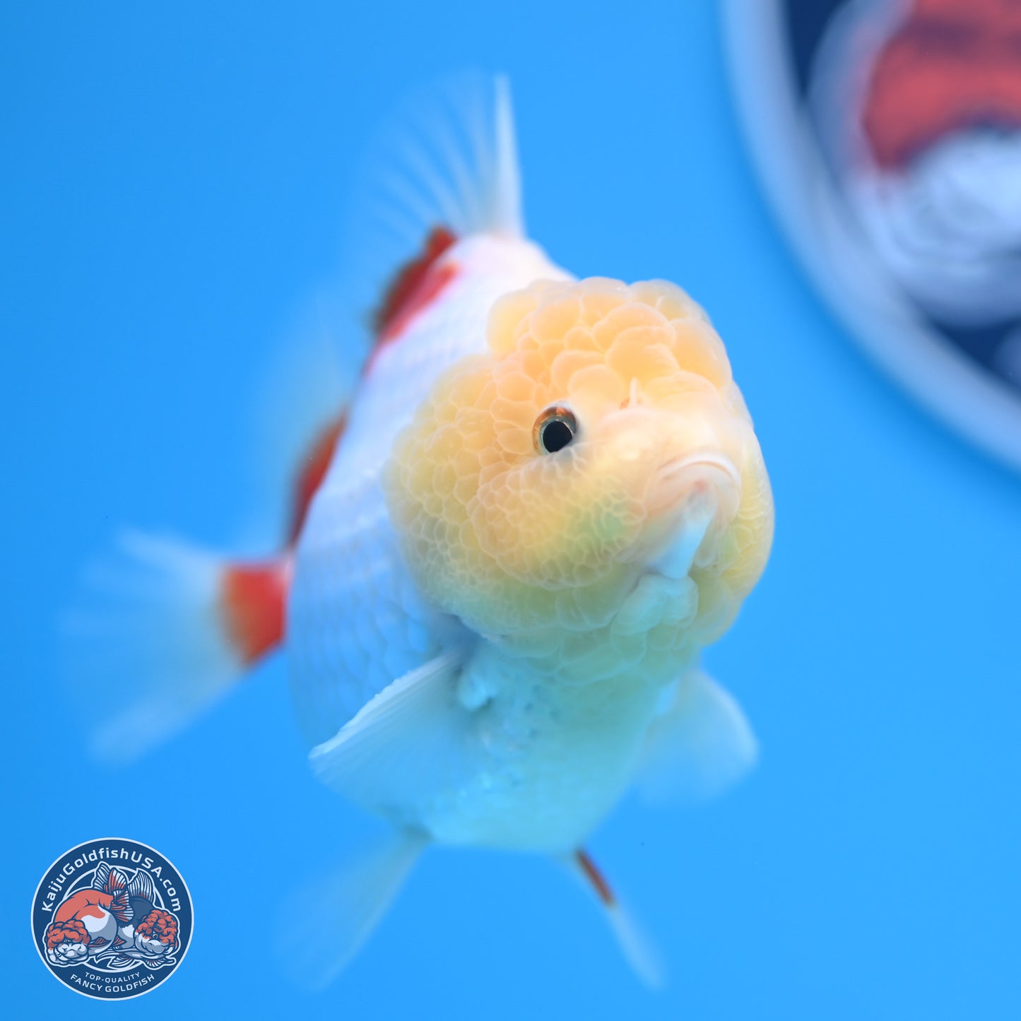 Lemon Head Red White YuanBao Oranda 4 inches (241018_OR12) - Kaiju Goldfish USA
