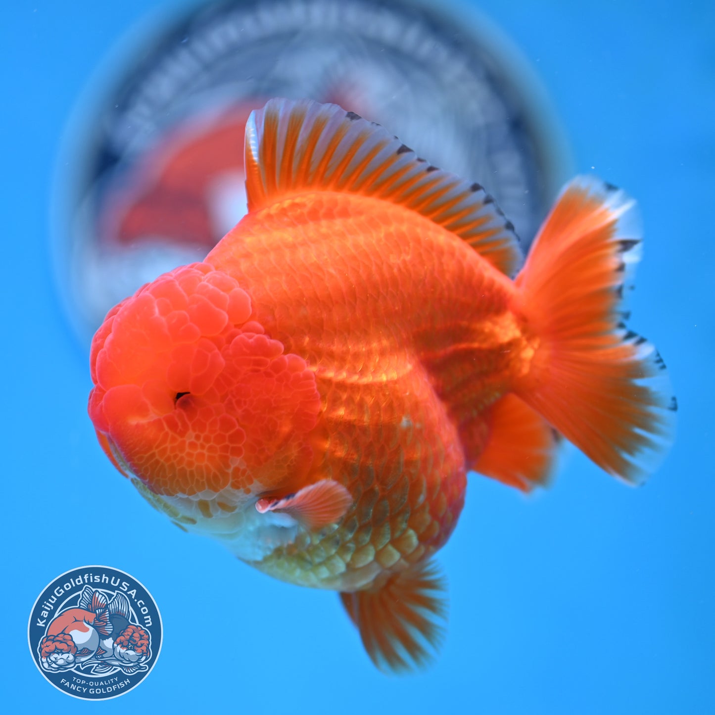 Red White YuanBao Oranda 3.75 inches Body (250516_OR12)