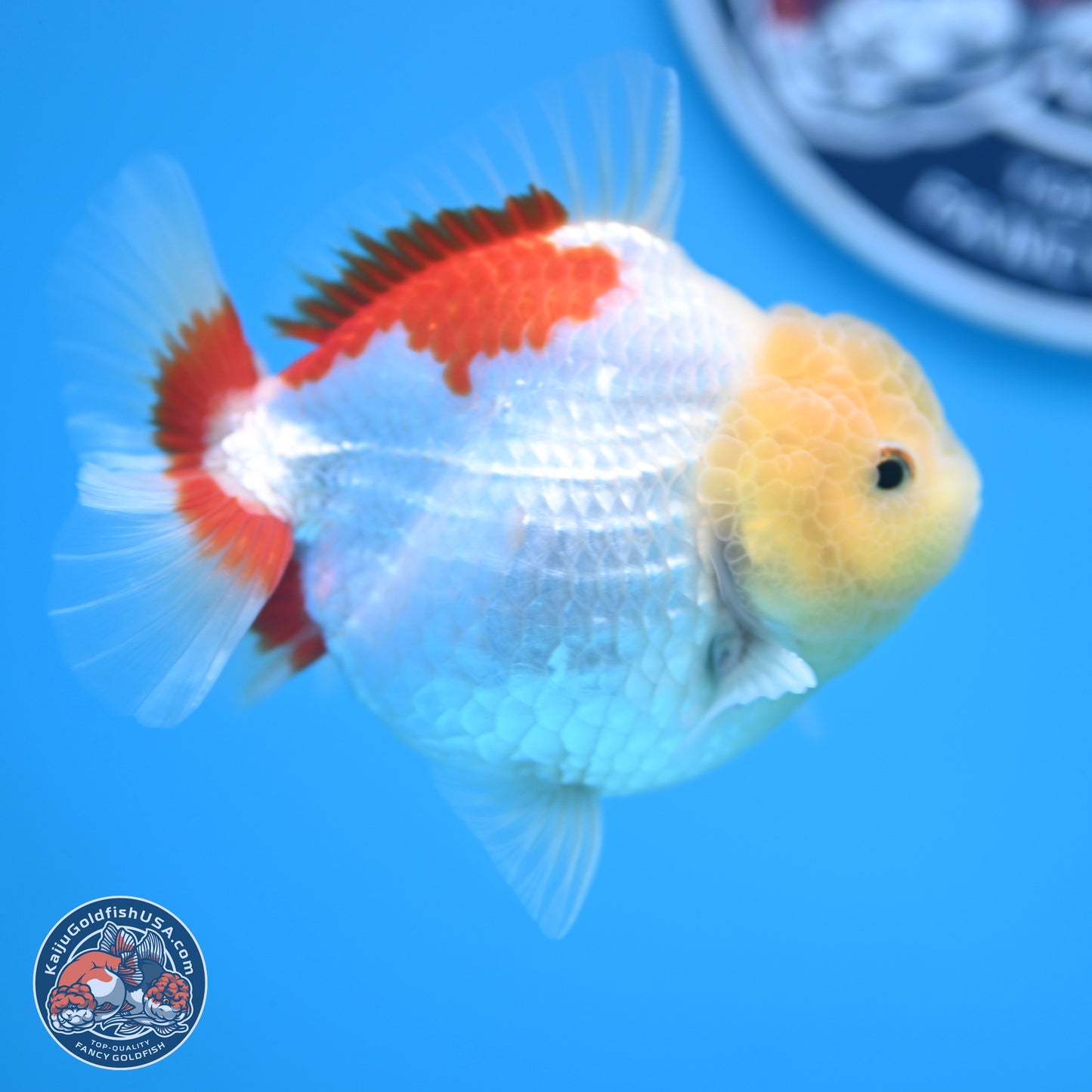 Lemon Head Red White YuanBao Oranda 4 inches (241018_OR12) - Kaiju Goldfish USA