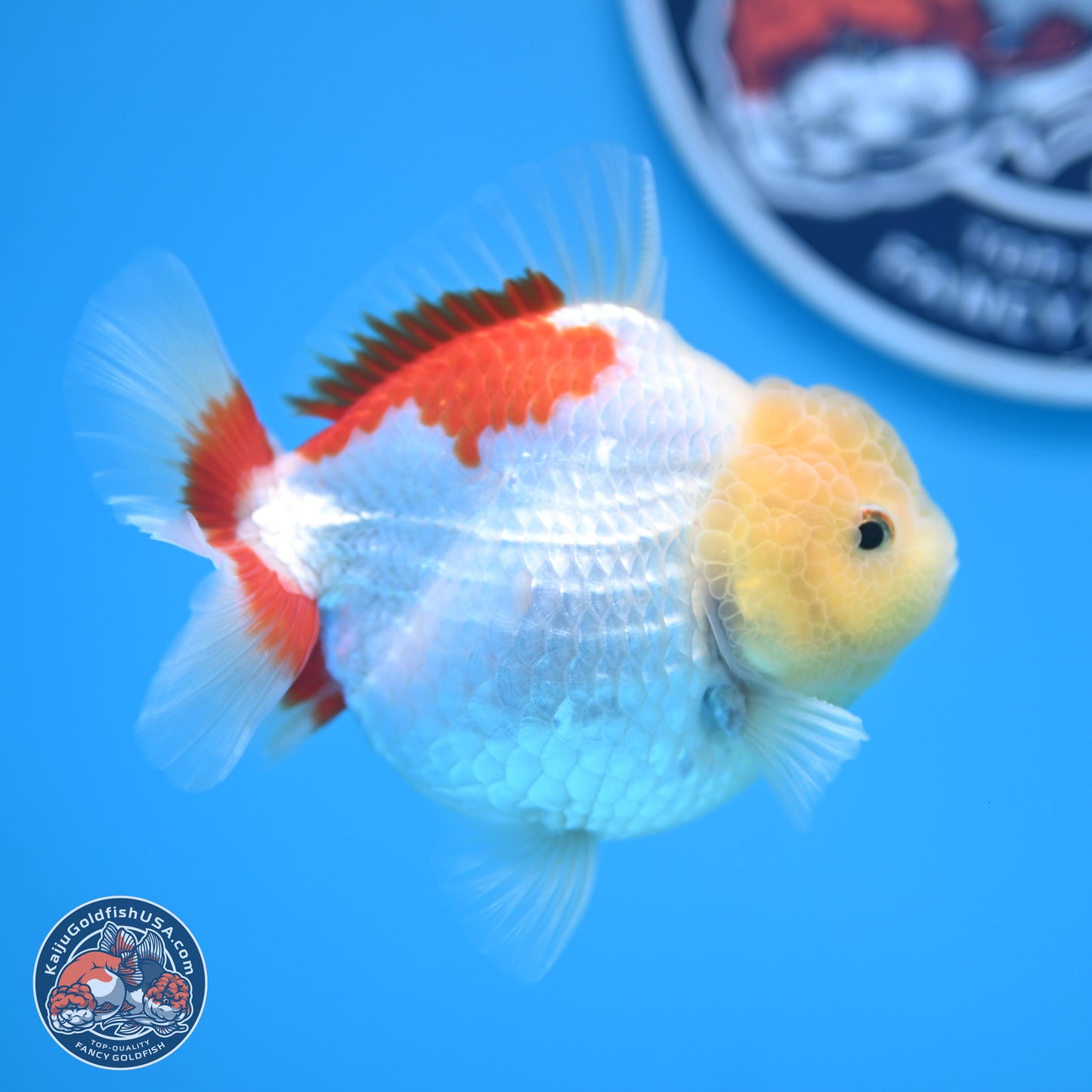 Lemon Head Red White YuanBao Oranda 4 inches (241018_OR12) - Kaiju Goldfish USA