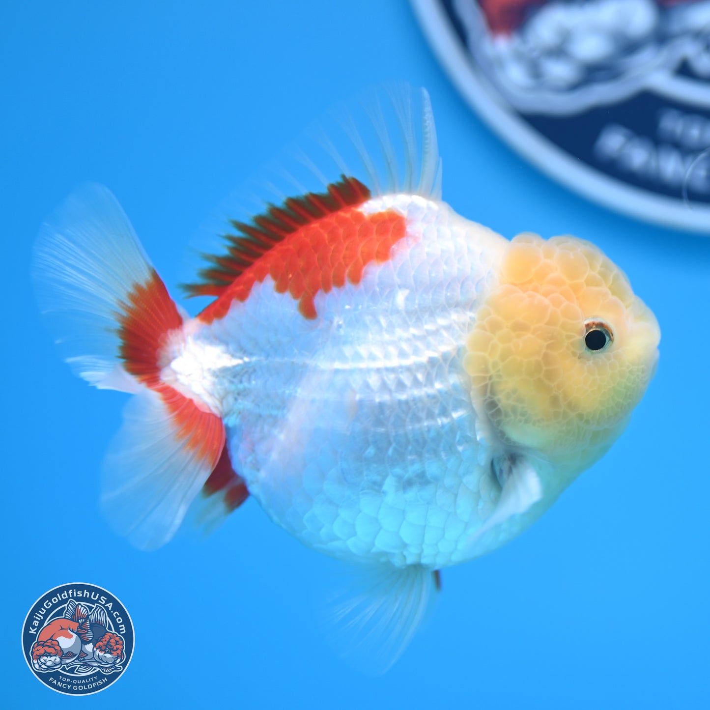 Lemon Head Red White YuanBao Oranda 4 inches (241018_OR12) - Kaiju Goldfish USA