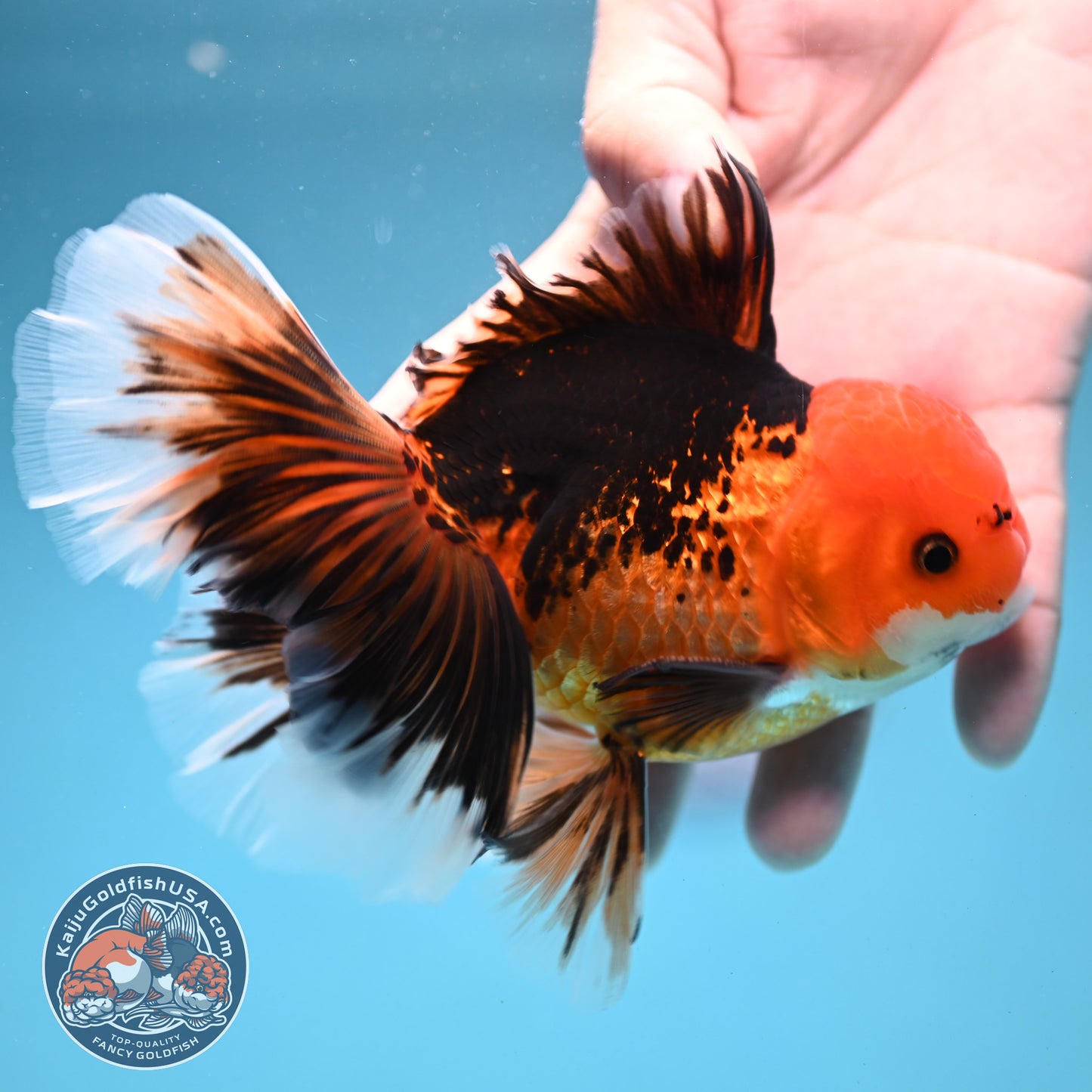 Butterfly Tail Apache Oranda 4 inch Body (250919_OR12)