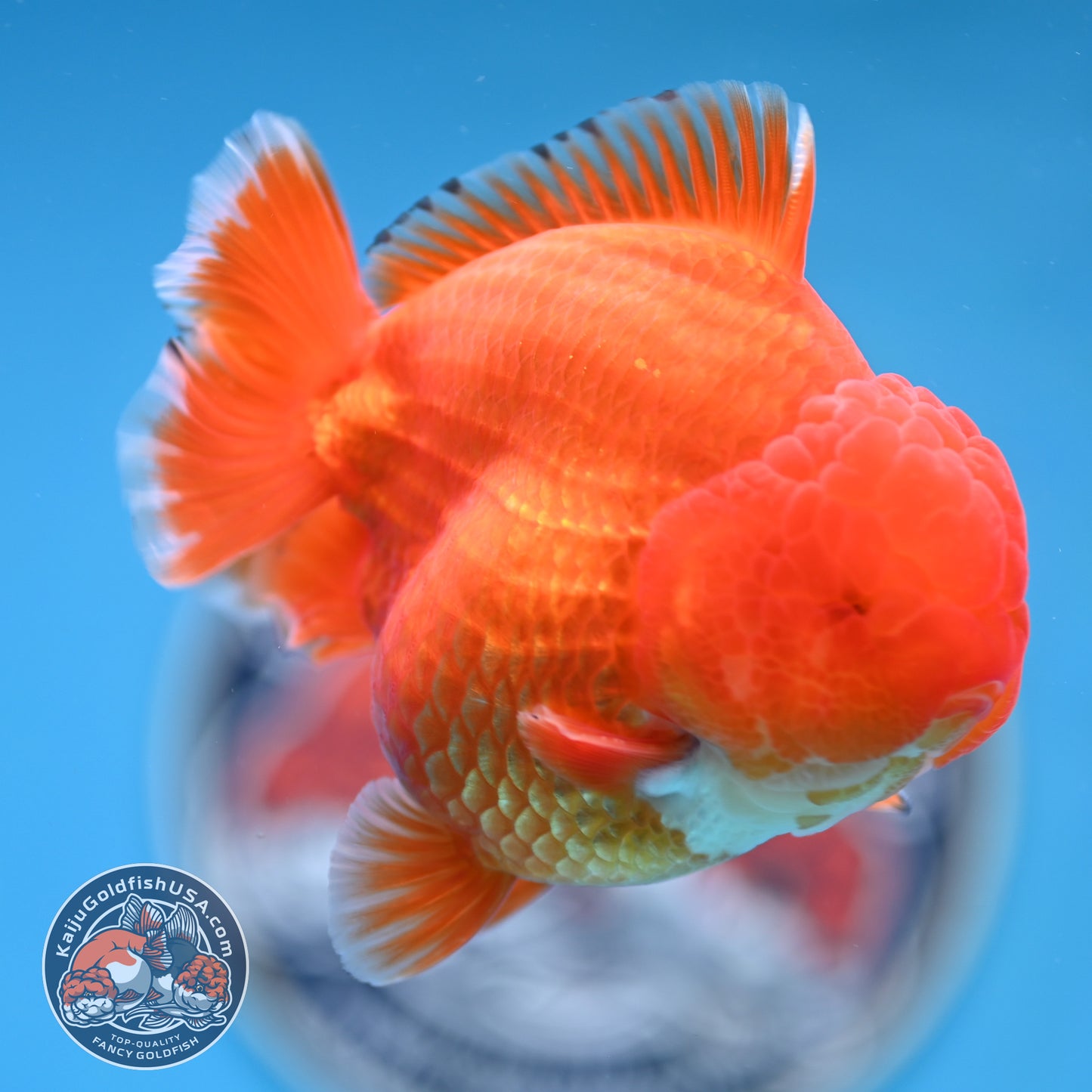 Red White YuanBao Oranda 3.75 inches Body (250516_OR12)