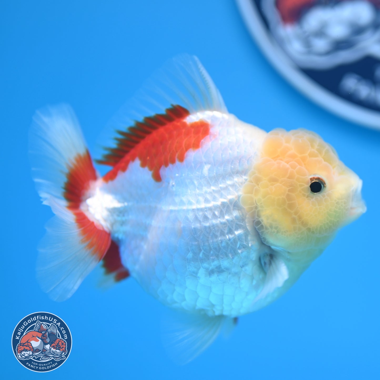 Lemon Head Red White YuanBao Oranda 4 inches (241018_OR12) - Kaiju Goldfish USA