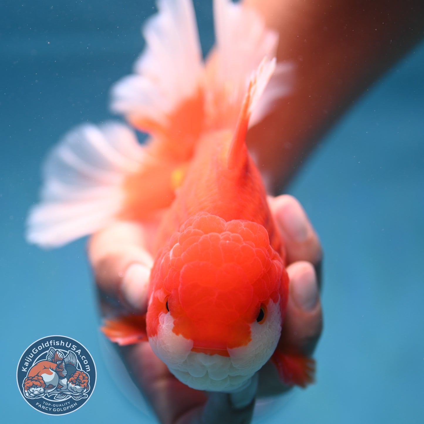 Rose Tail Red White Oranda 4.5 inch Body (250912_OR12)