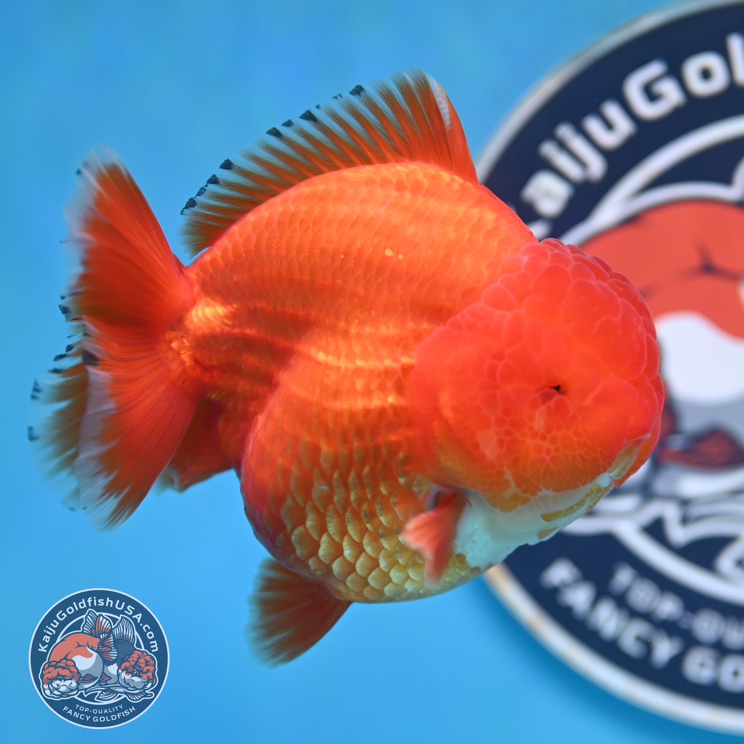 Red White YuanBao Oranda 3.75 inches Body (250516_OR12)